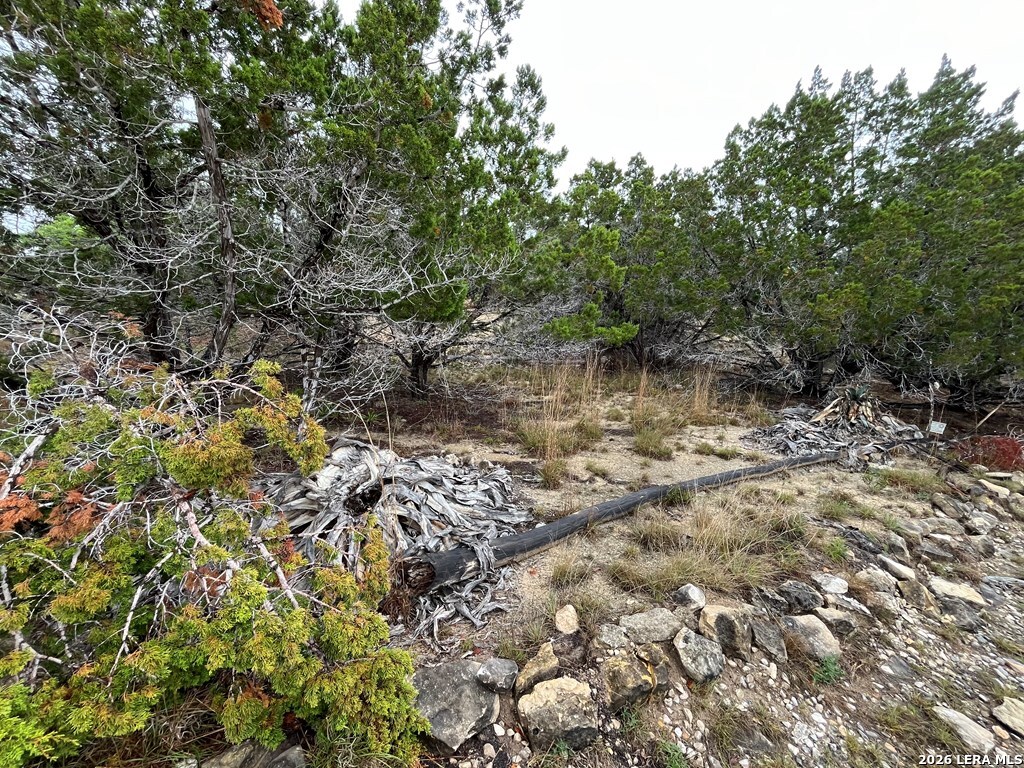 522 Medina Hills Road Medina, TX 78055 - Photo 10 of 15 a view of a forest with a tree