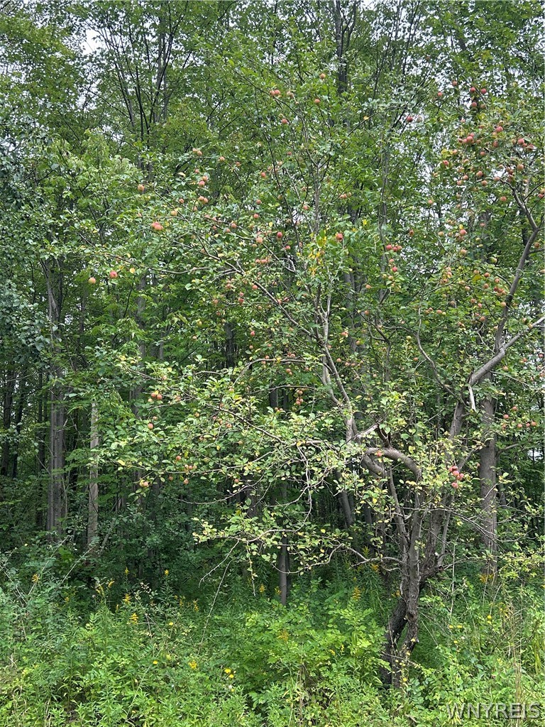 0 Tinkham Road Attica, NY 14011 - Photo 18 of 19 Gallery Image 18