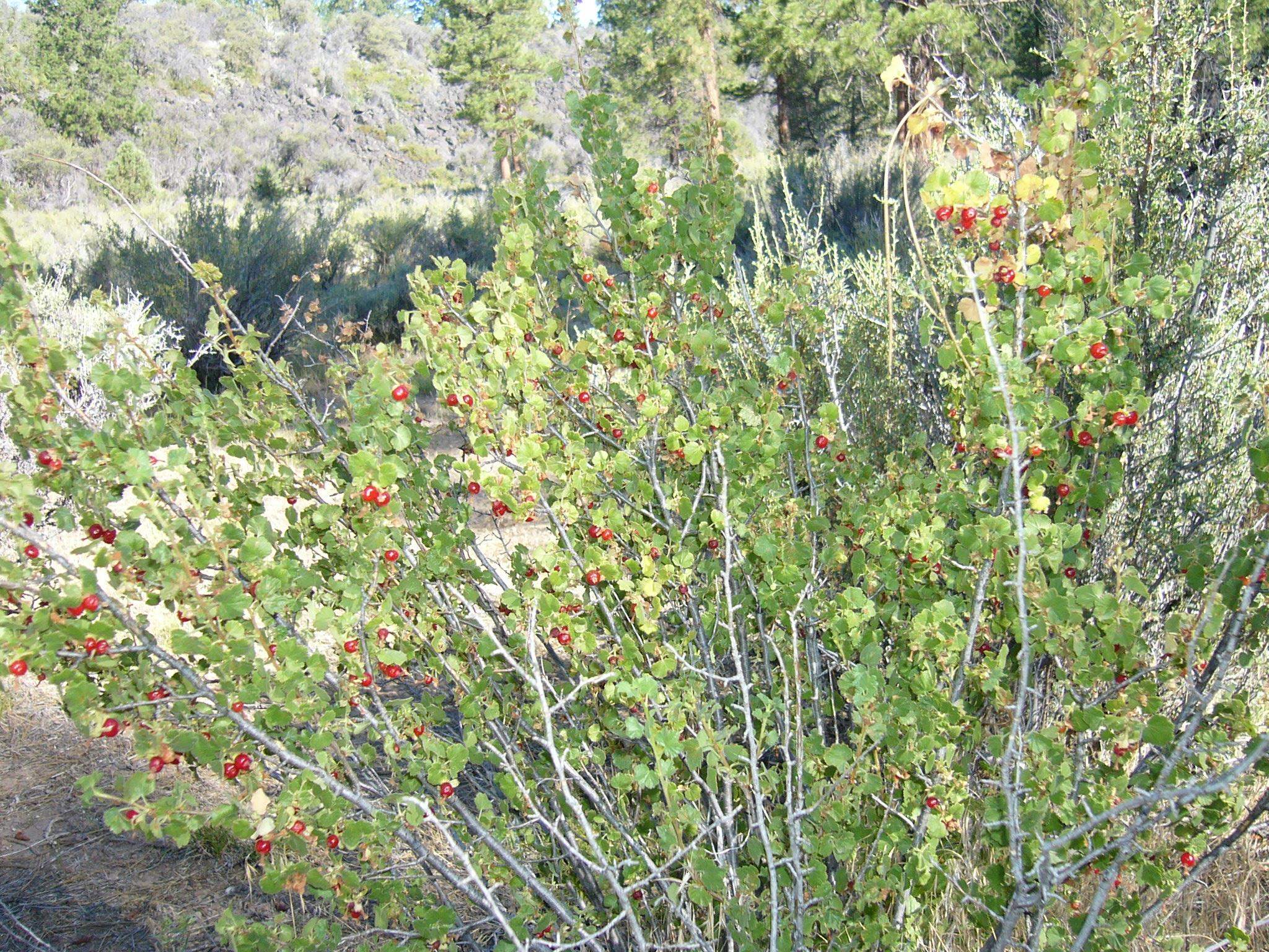 20 Acres Off Technor Robison Road Macdoel, CA 96058 - Photo 22 of 23 Gallery Image 22
