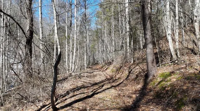 a view of a yard with trees