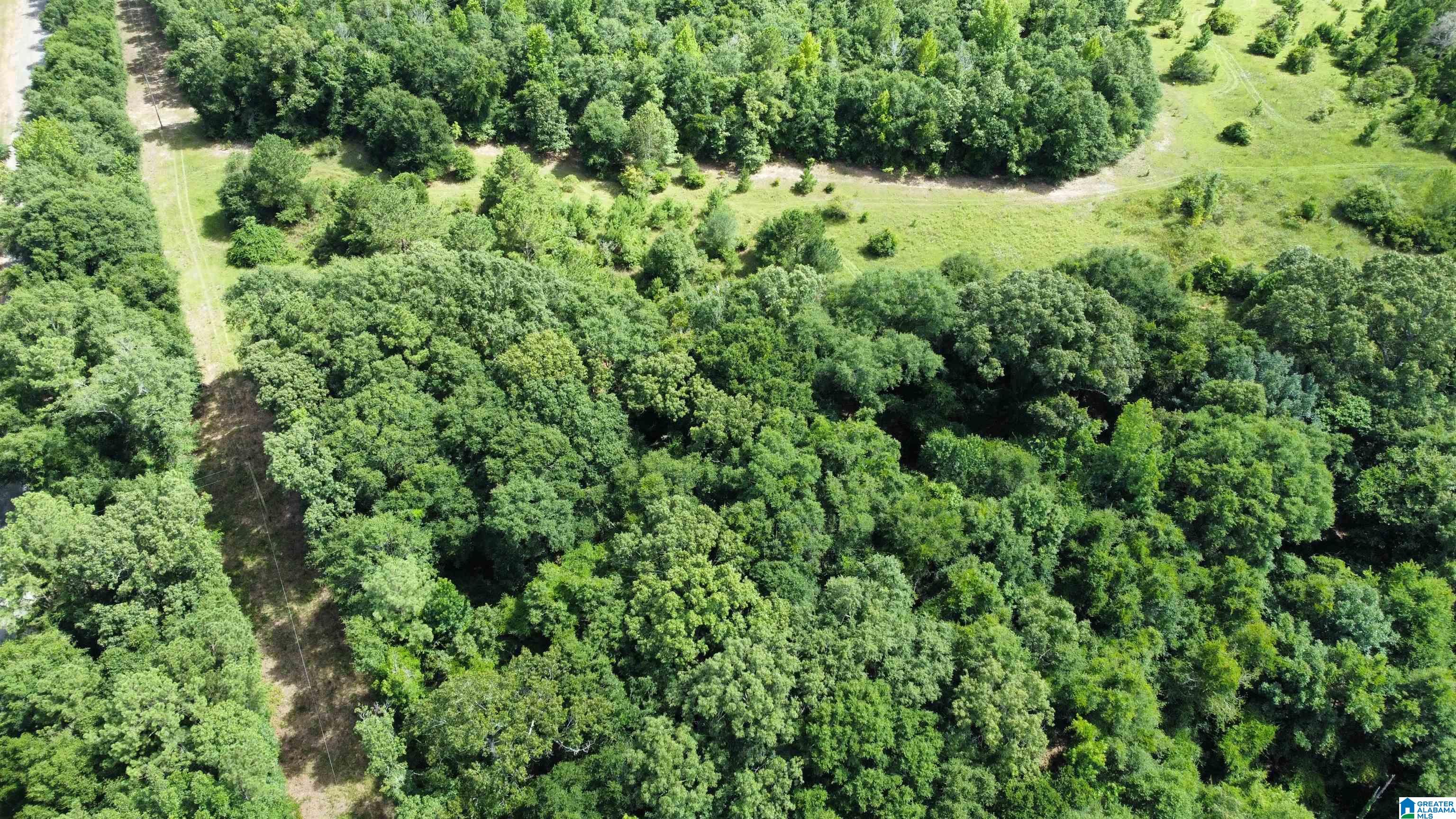 0 County Road 65 Abbeville, AL 36310 - Photo 6 of 24