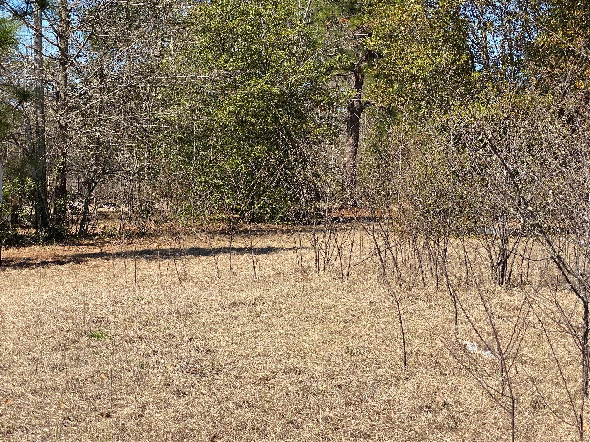 0 Project Road Warrenville, SC 29851 - Photo 5 of 5