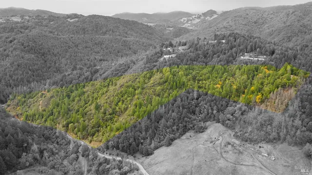a view of a lush green forest with a mountain