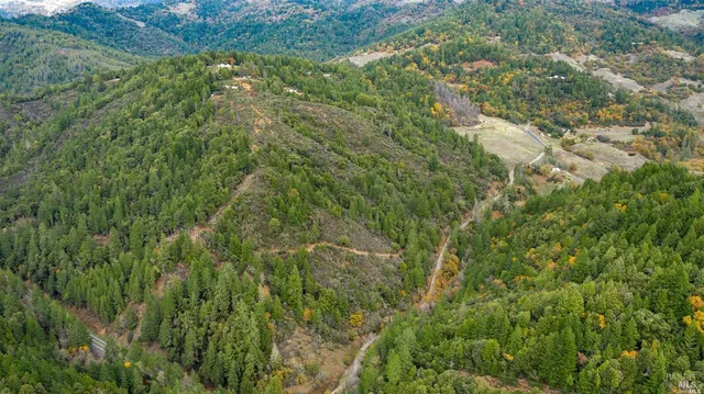 a view of a lush green forest