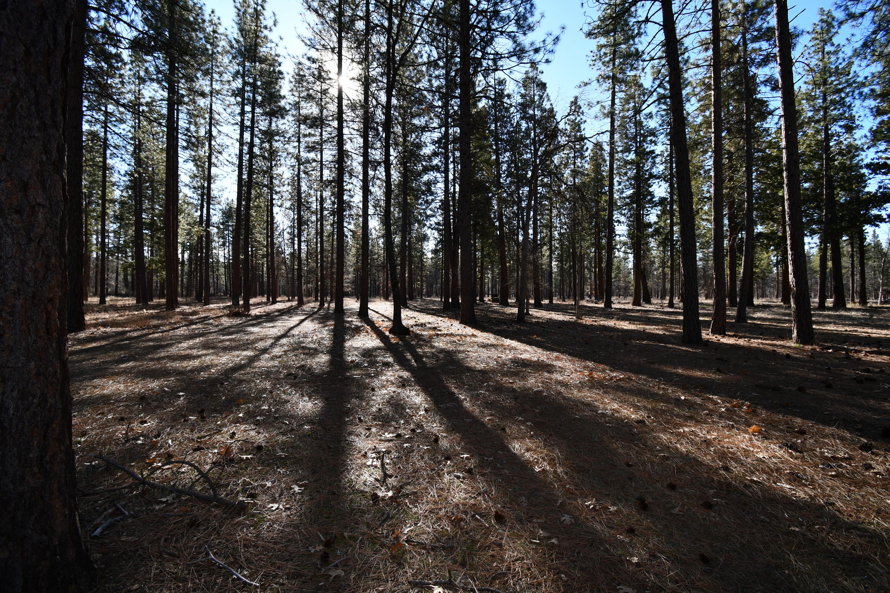 45450 Big Lake Road McArthur, CA 96056 - Photo 45 of 55 DSC_5915