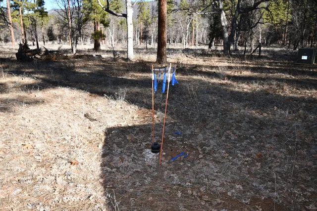 a view of a trees with a yard