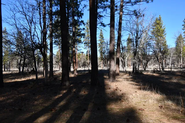 a view of park with trees