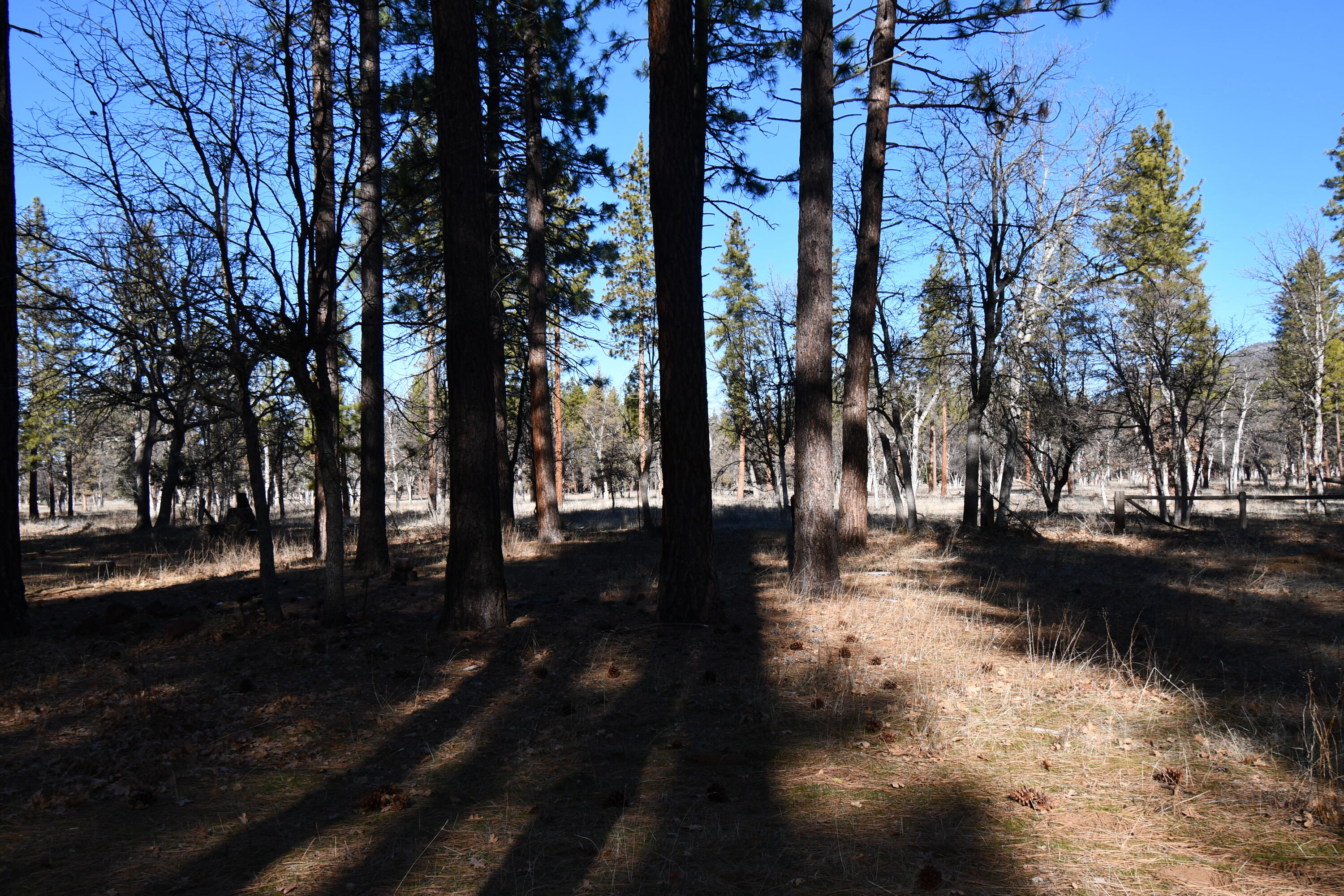 45450 Big Lake Road McArthur, CA 96056 - Photo 48 of 55 DSC_5931