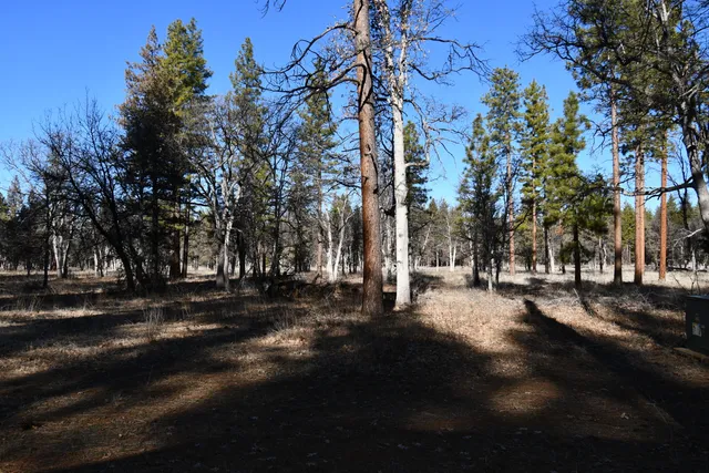 a view of a park with large trees