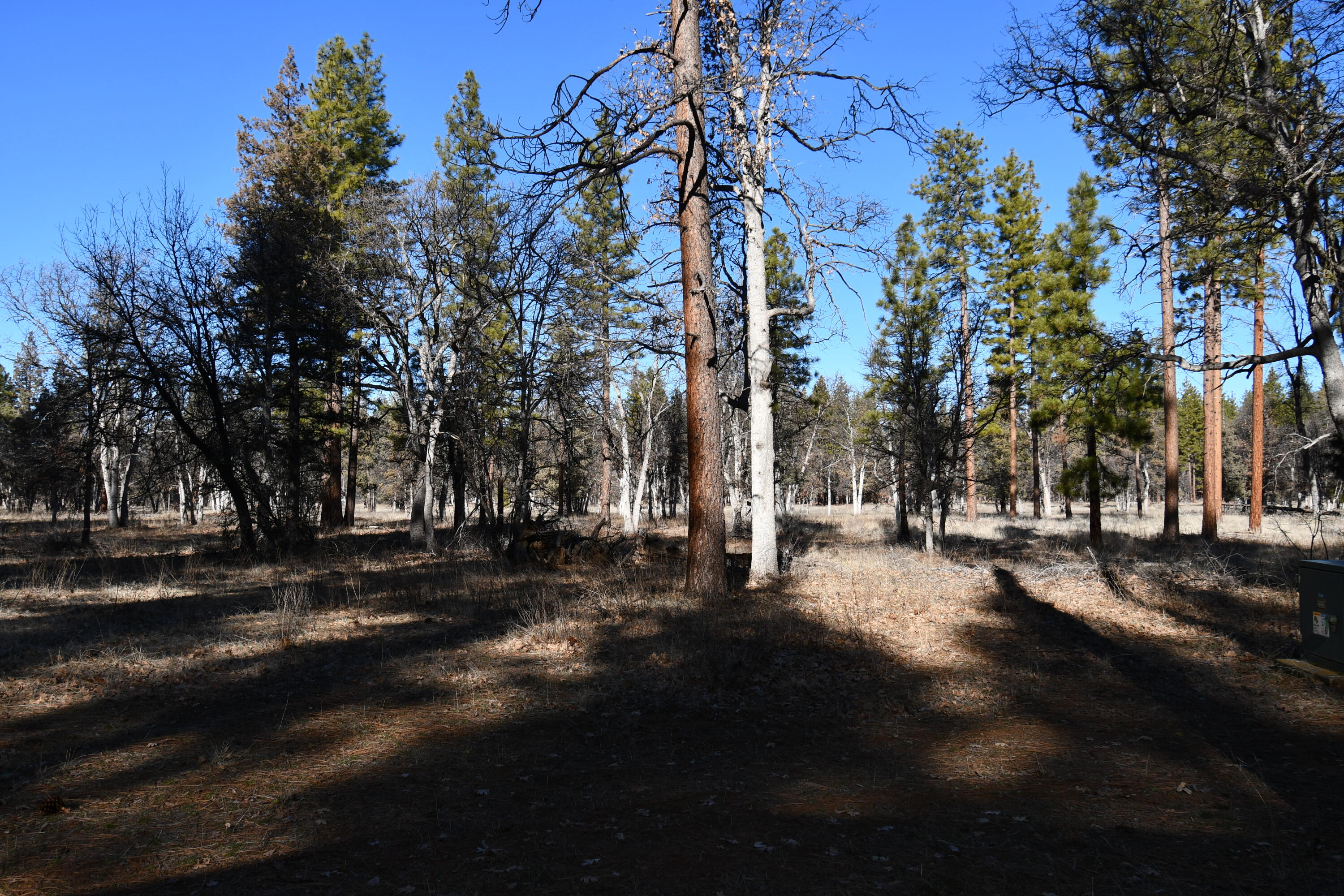 45450 Big Lake Road McArthur, CA 96056 - Photo 49 of 55 DSC_5939