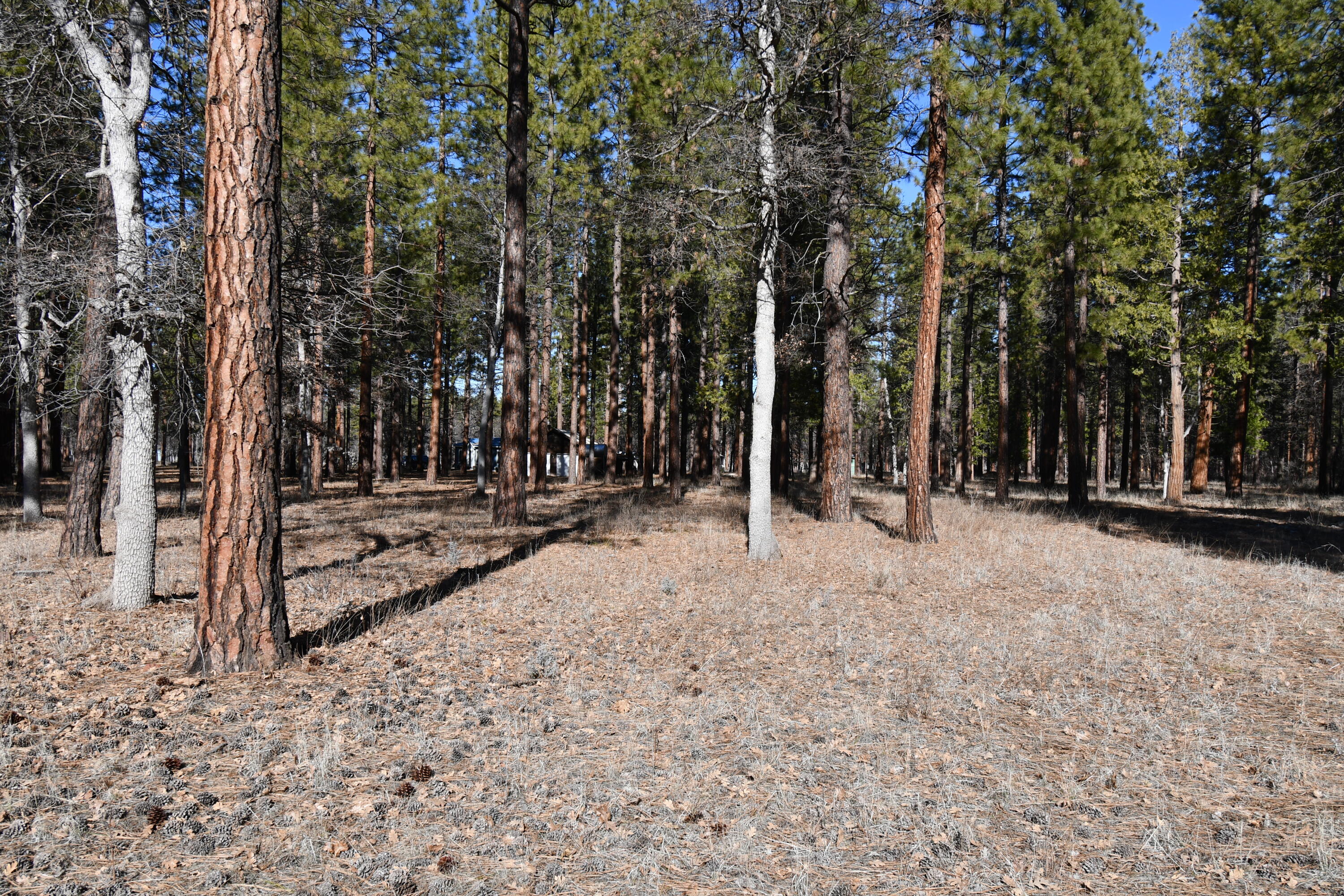 45450 Big Lake Road McArthur, CA 96056 - Photo 52 of 55 DSC_5955