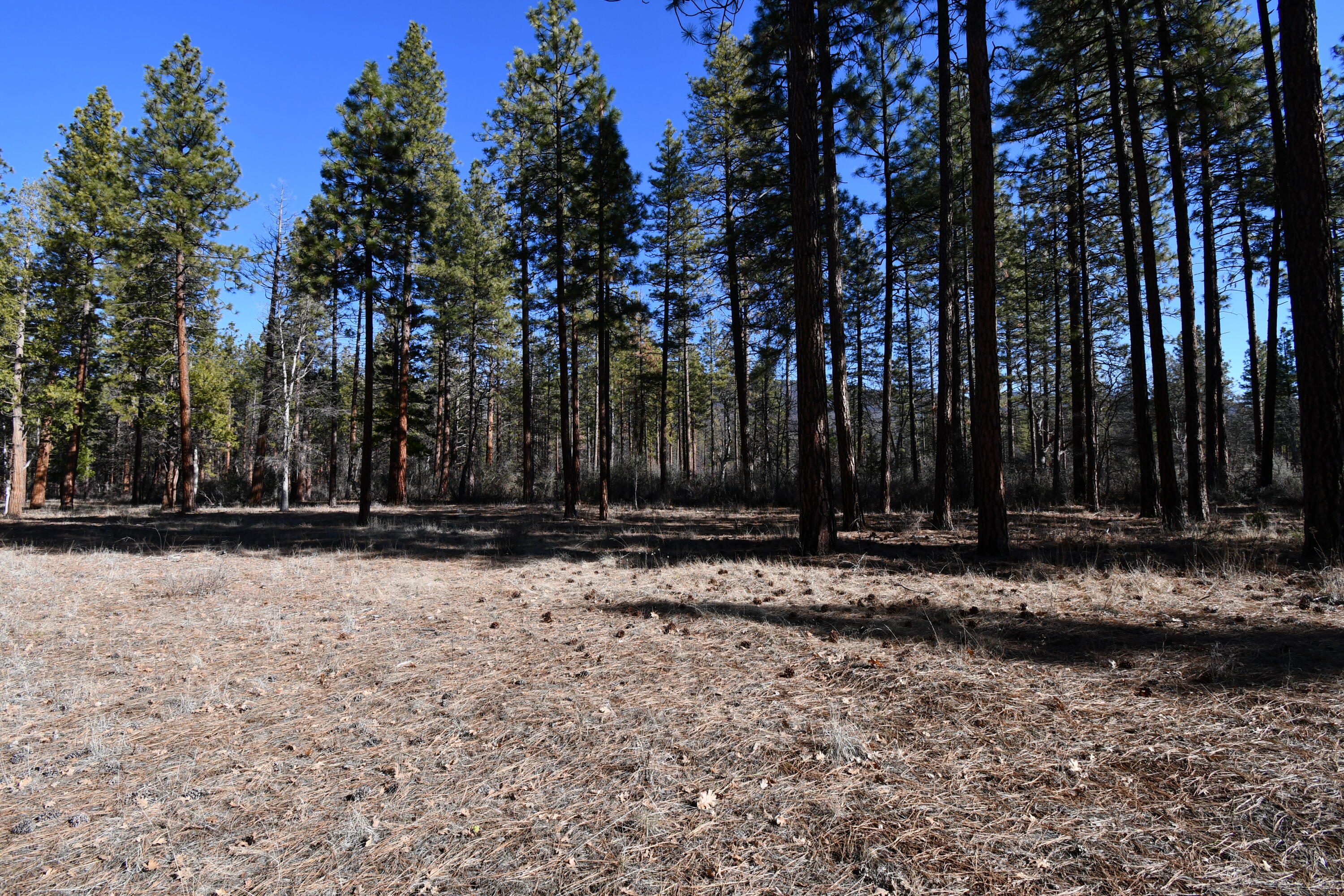 45450 Big Lake Road McArthur, CA 96056 - Photo 53 of 55 DSC_5957