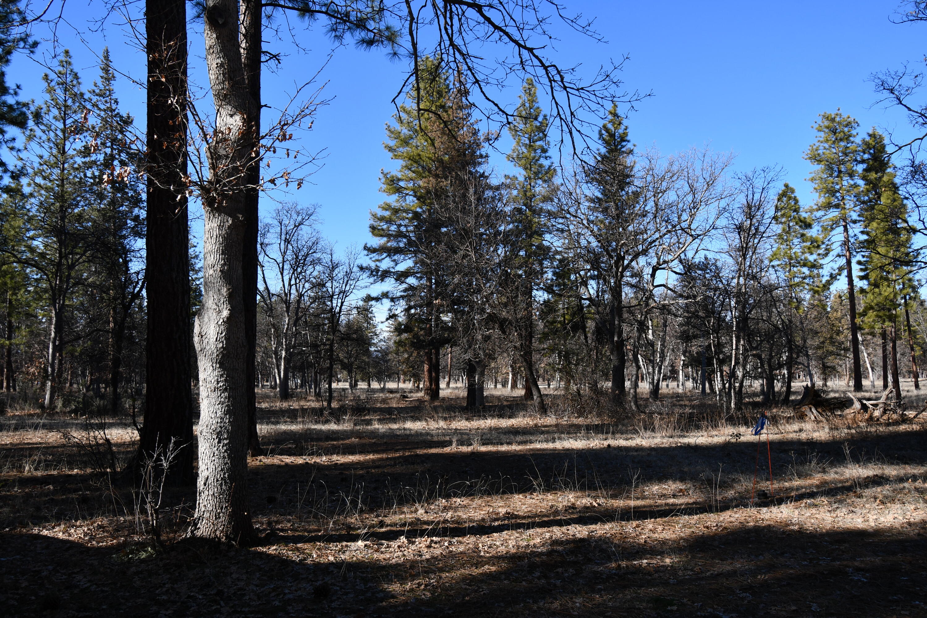 45450 Big Lake Road McArthur, CA 96056 - Photo 55 of 55 DSC_6023