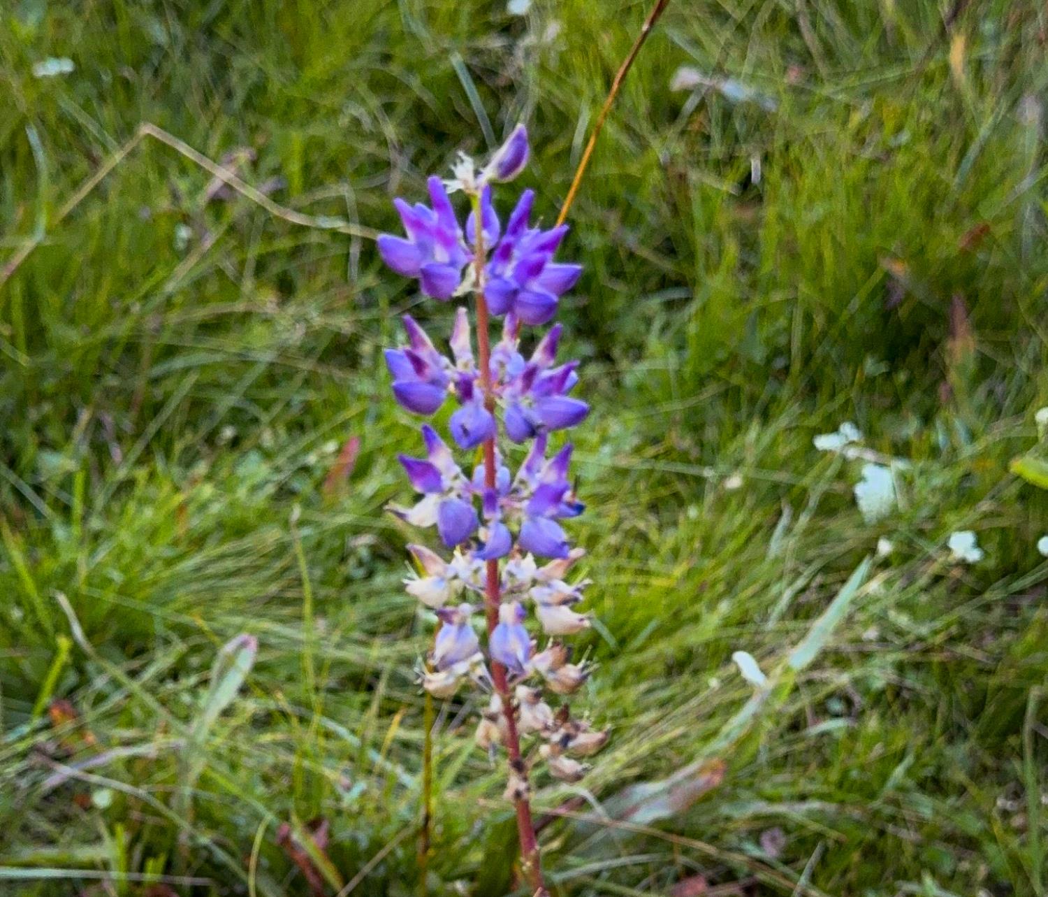 67922 Beasore Road Bass Lake, CA 93604 - Photo 28 of 39