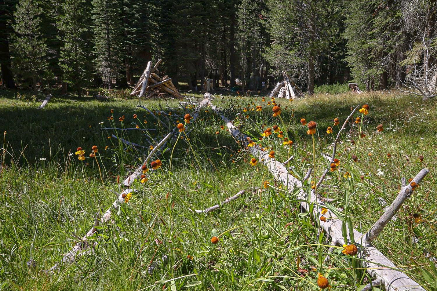 67922 Beasore Road Bass Lake, CA 93604 - Photo 29 of 39 a view of a garden