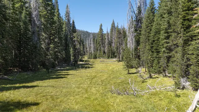 a view of a dry yard