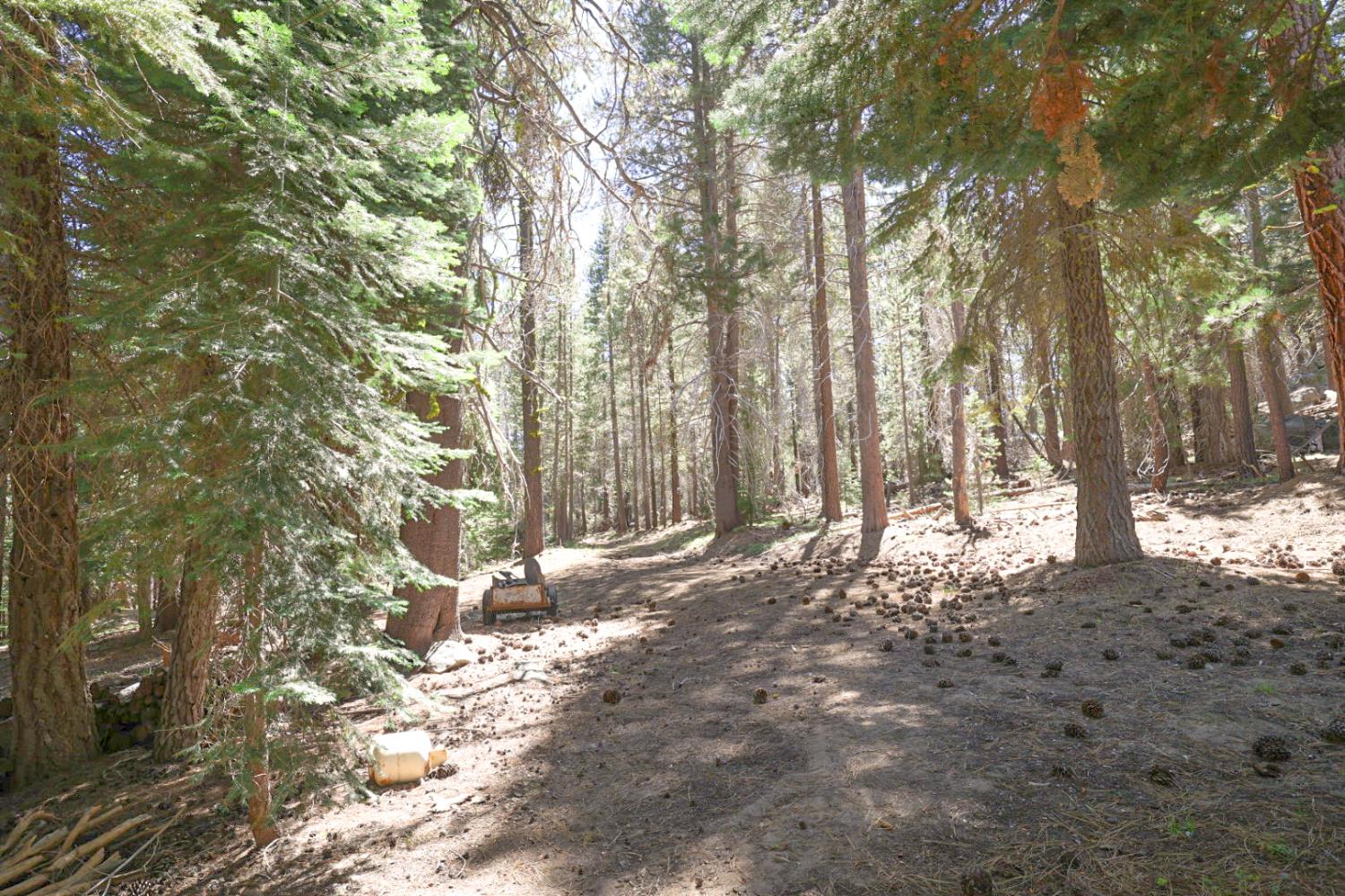 67922 Beasore Road Bass Lake, CA 93604 - Photo 33 of 39 a view of a yard with large trees