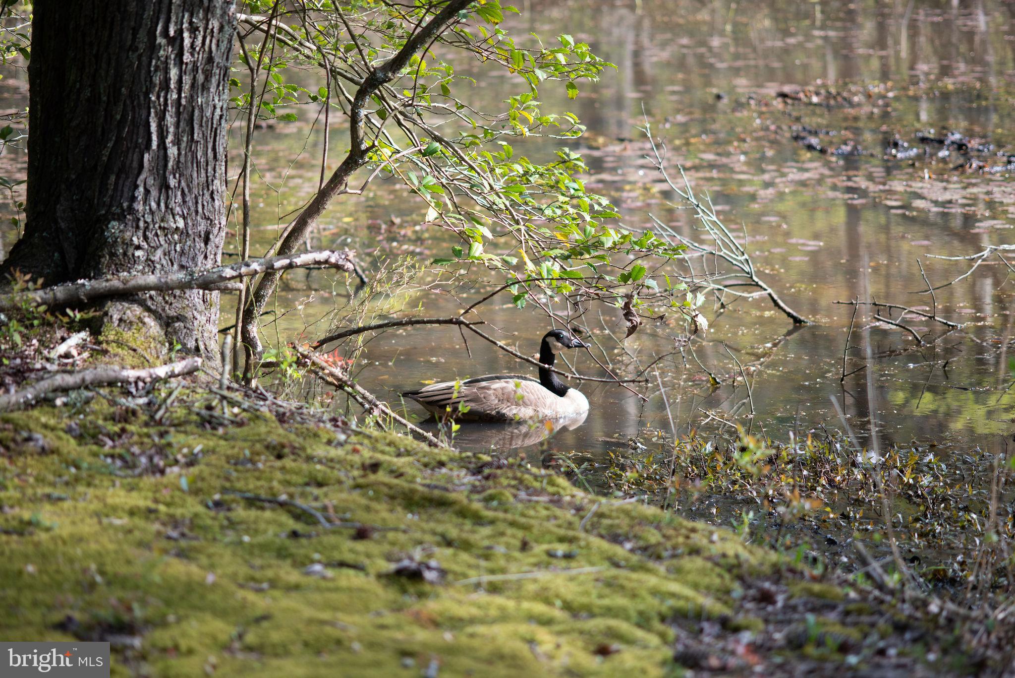 1120 Smithville Road Mount Holly, NJ 08060 - Photo 64 of 93 Wildlife in pond