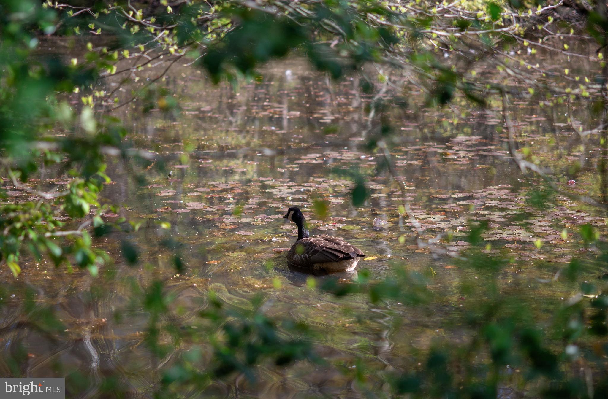 1120 Smithville Road Mount Holly, NJ 08060 - Photo 65 of 93 Close-up of wildlife in pond