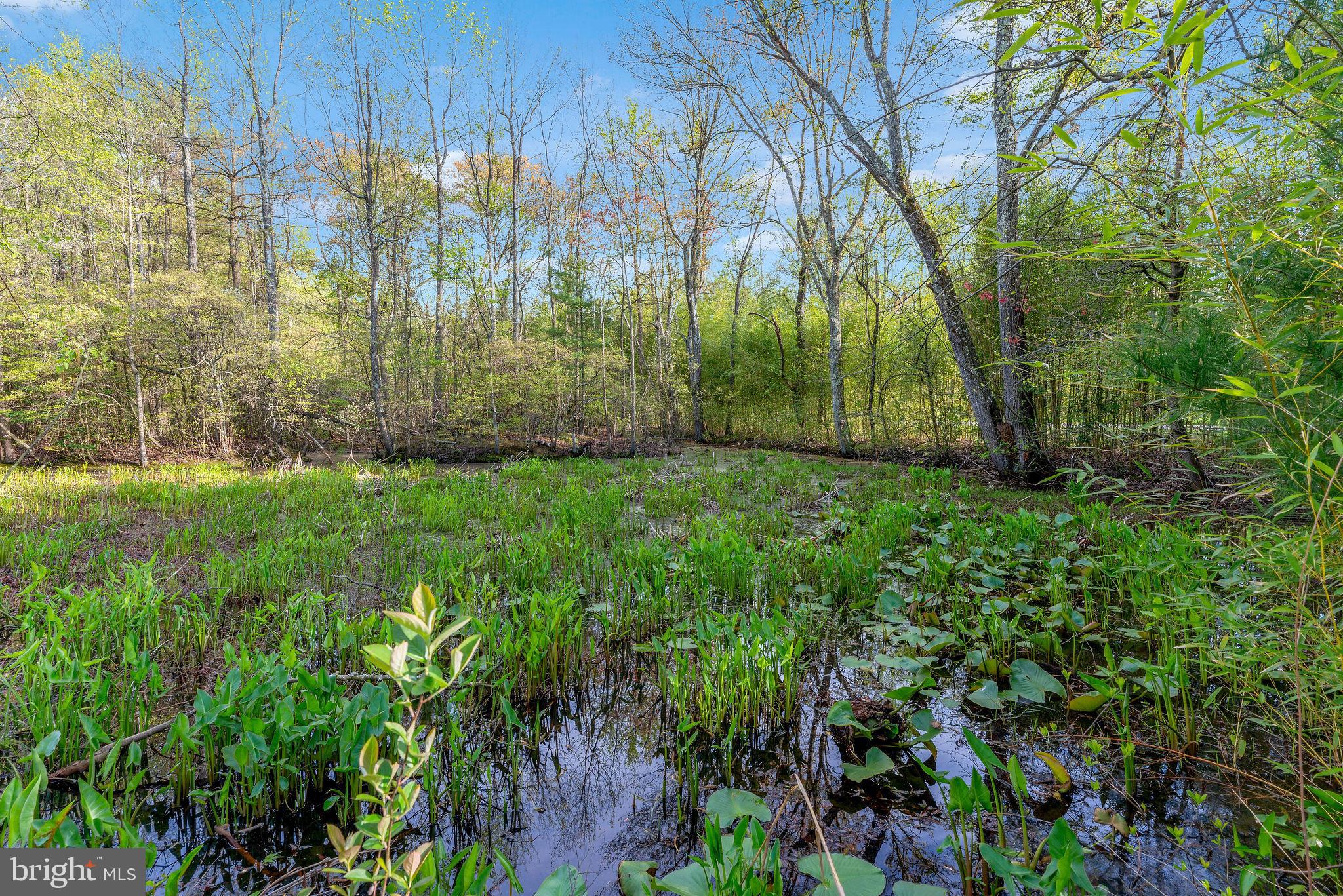1120 Smithville Road Mount Holly, NJ 08060 - Photo 75 of 93 Aquatic plants