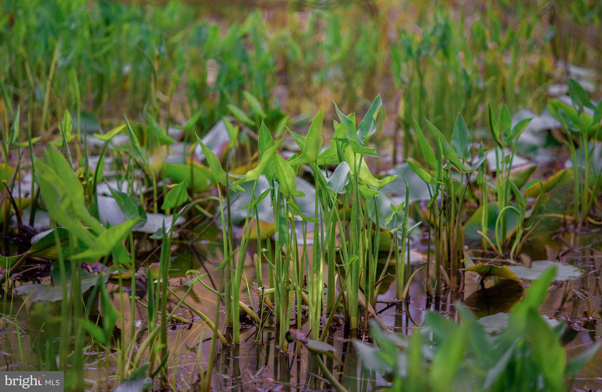 1120 Smithville Road Mount Holly, NJ 08060 - Photo 76 of 93 Aquatic grasses