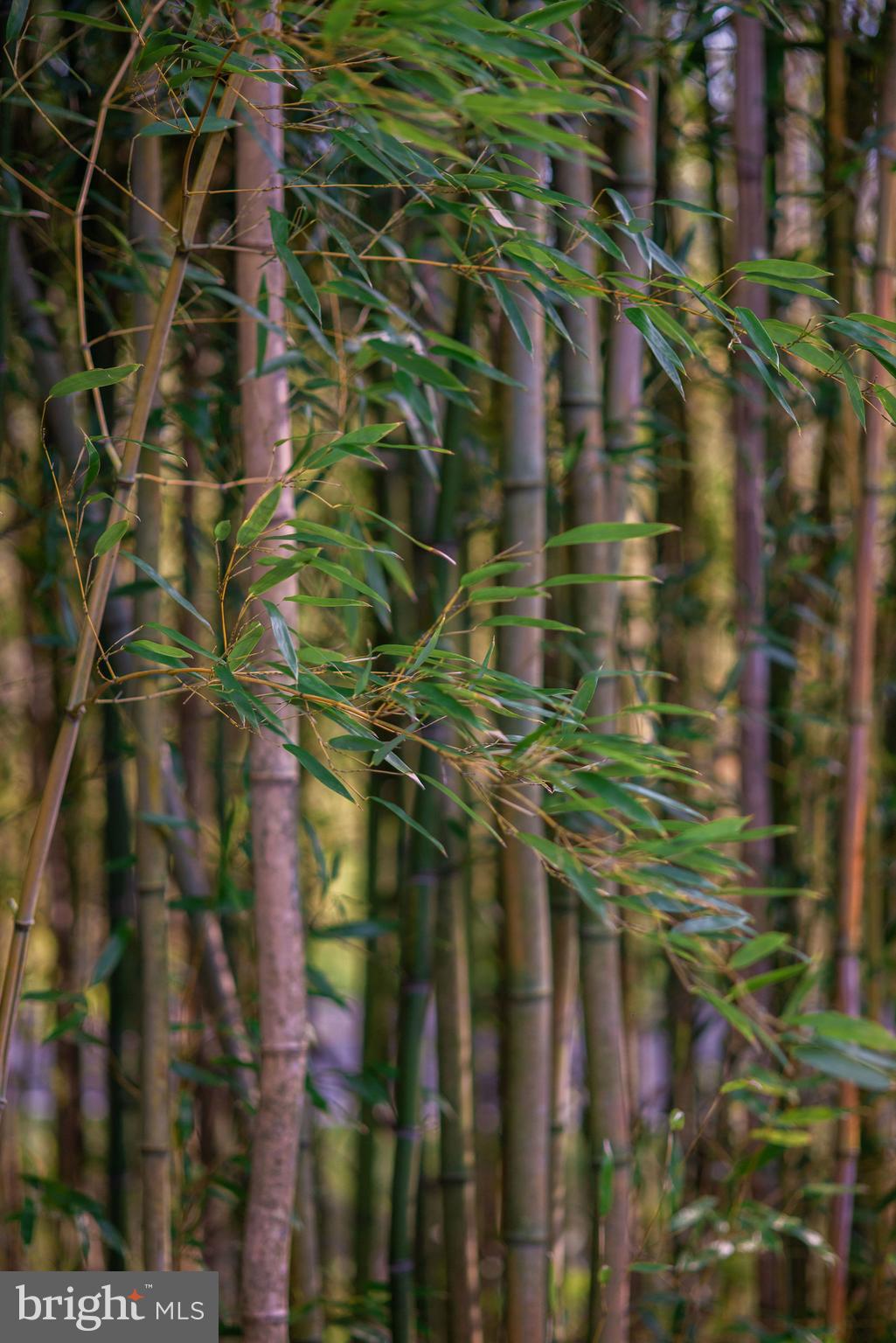 1120 Smithville Road Mount Holly, NJ 08060 - Photo 79 of 93 Bamboo