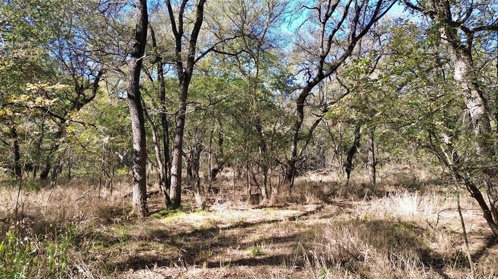0 Bee Creek Road Maypearl, TX 76064 - Photo 36 of 39 a view of a yard with a tree