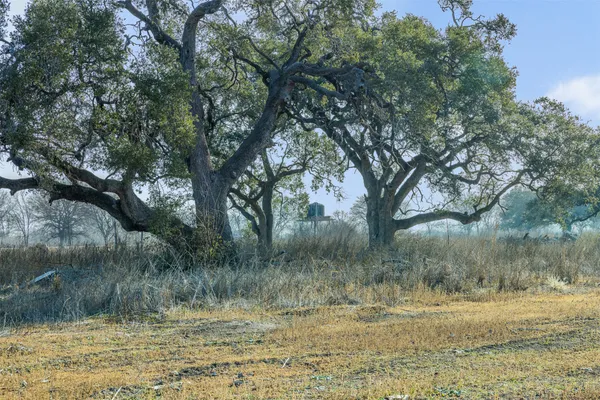 a view of a yard with a tree