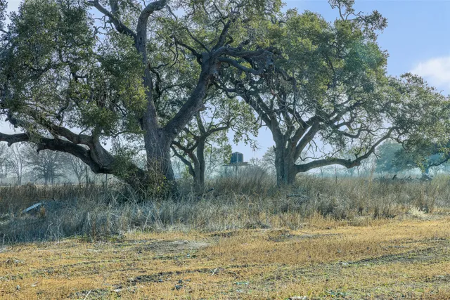 a view of a yard with a tree