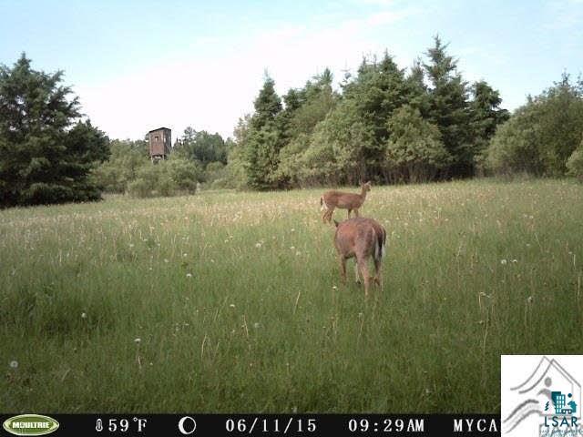 Tbd Range Line Road Orr, MN 55771 - Photo 8 of 8