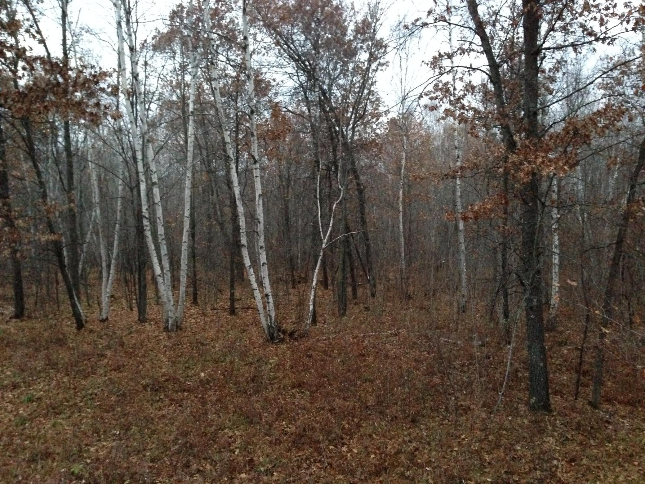 Tbd Tbd Nokay Hall Road Brainerd, MN 56401 - Photo 29 of 31