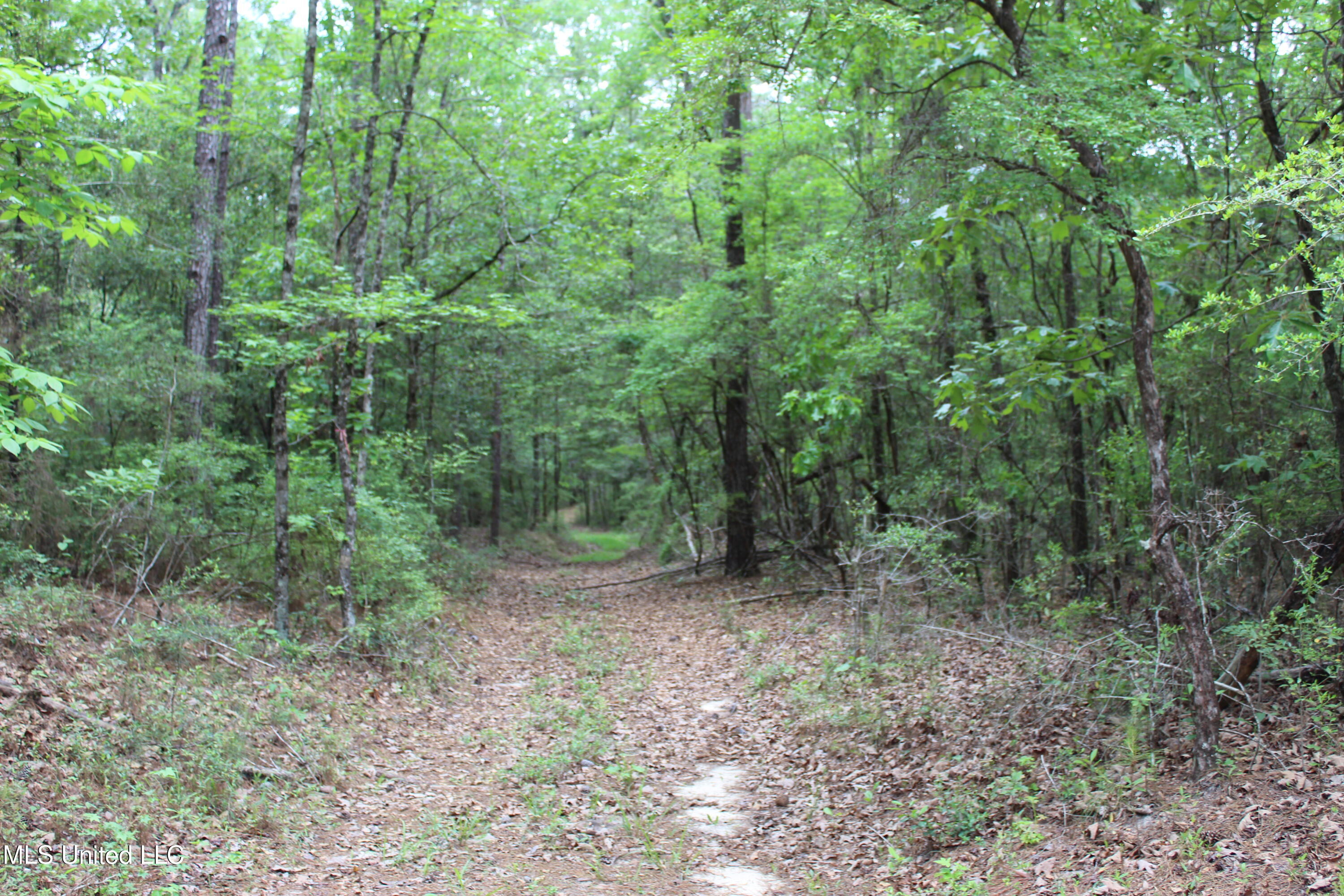 87.6 Acres Rousanville Road Leakesville, MS 39451 - Photo 12 of 26 IMG_4021