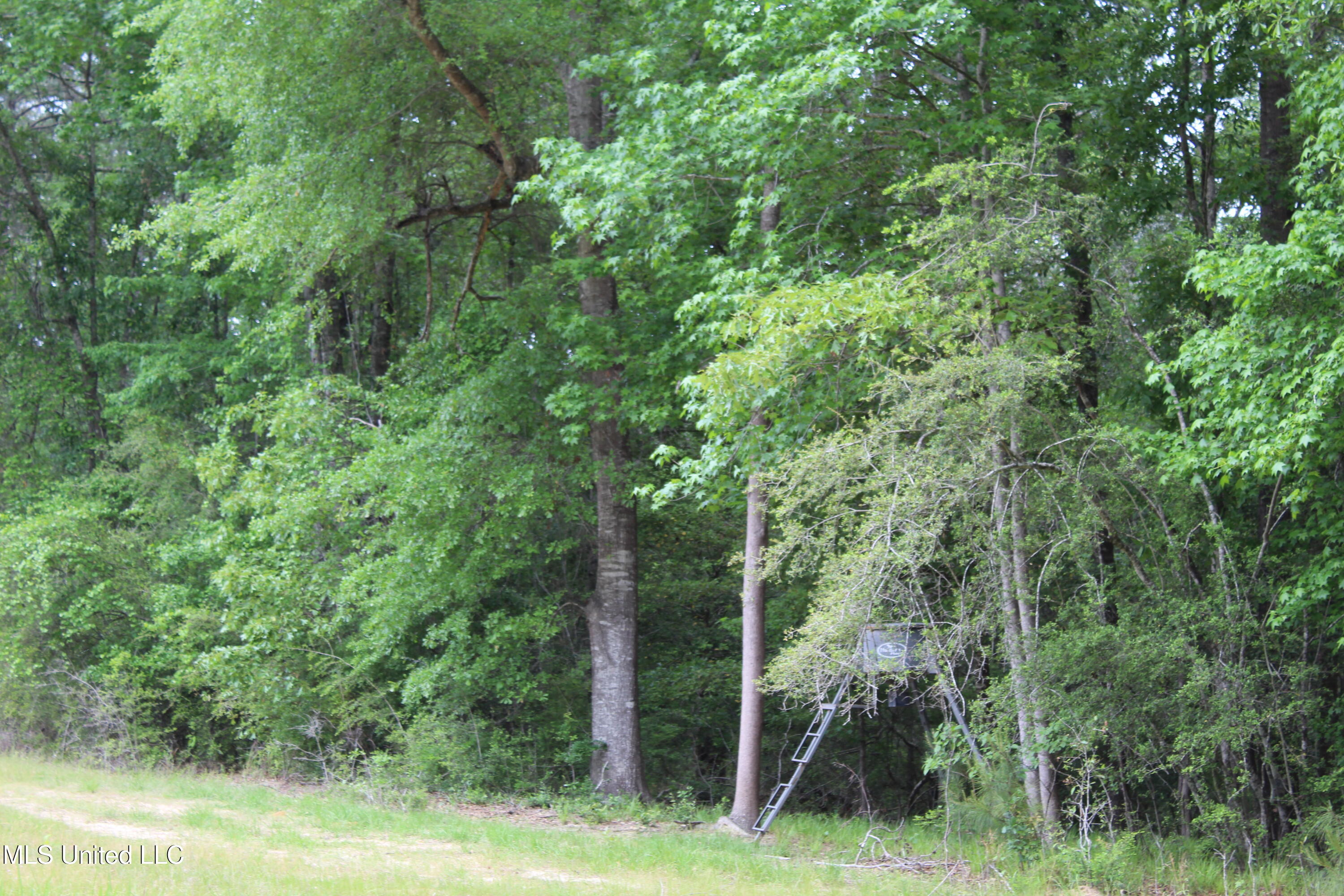 87.6 Acres Rousanville Road Leakesville, MS 39451 - Photo 14 of 26 IMG_4025