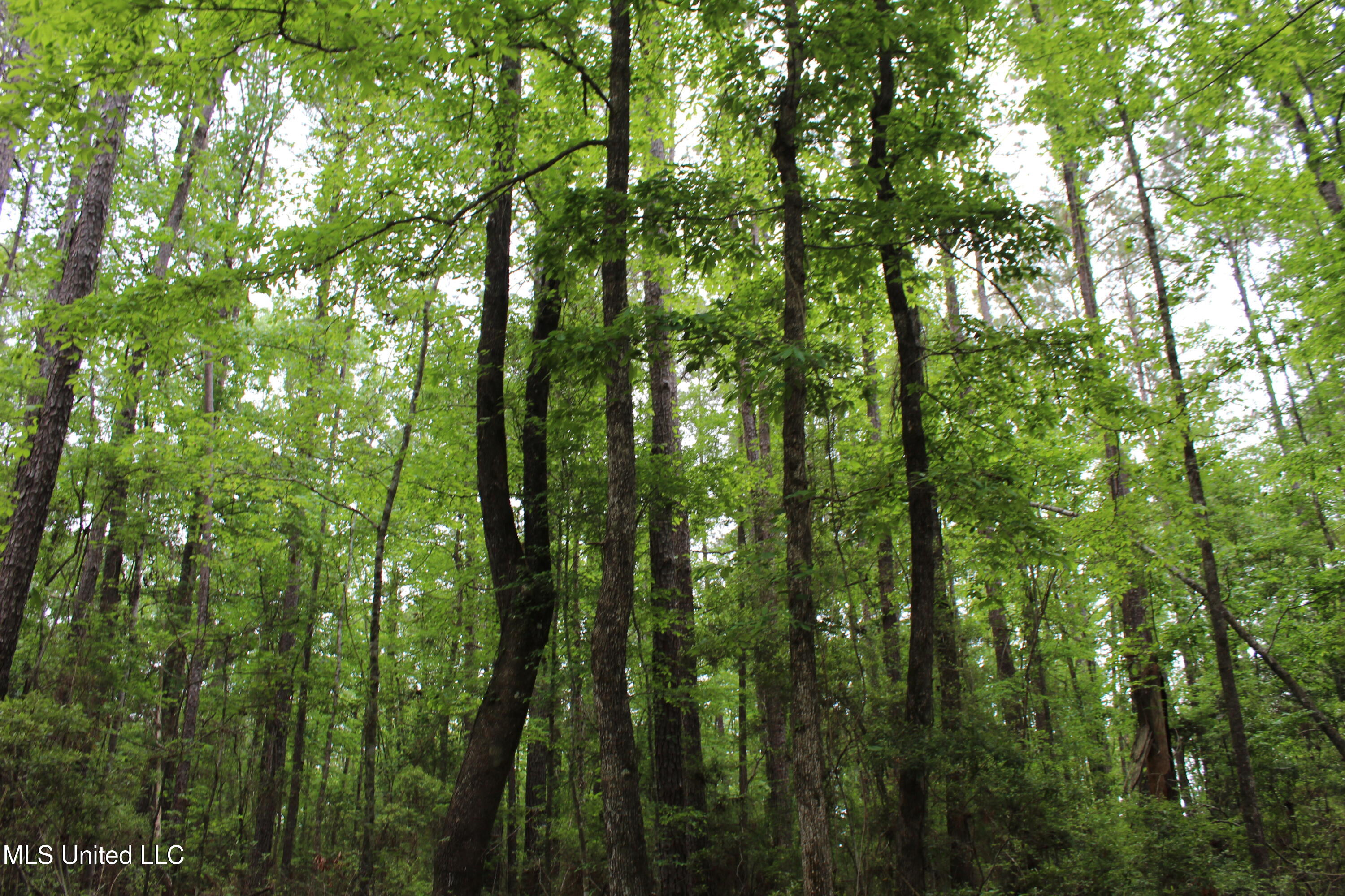 87.6 Acres Rousanville Road Leakesville, MS 39451 - Photo 16 of 26 IMG_4027