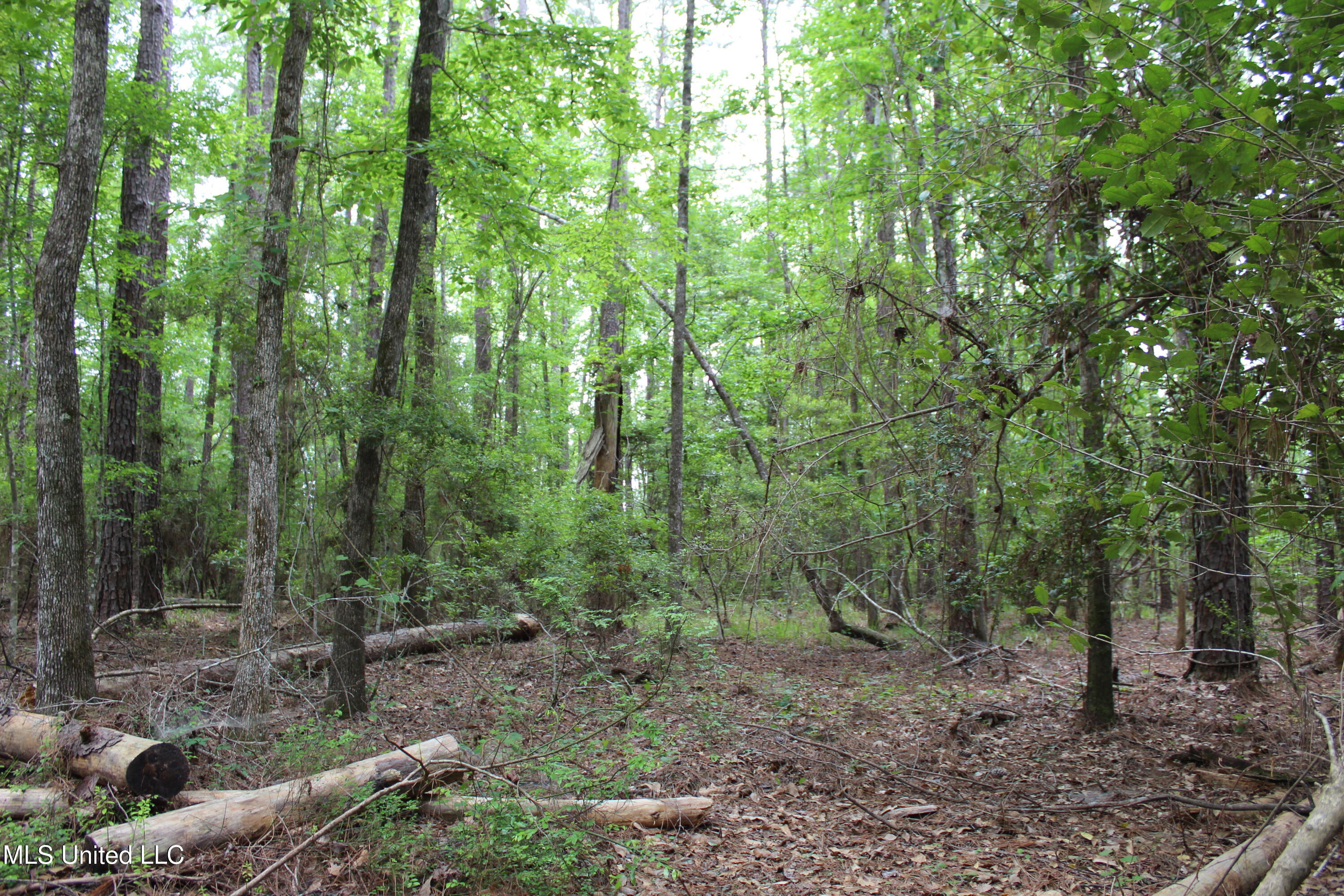 87.6 Acres Rousanville Road Leakesville, MS 39451 - Photo 17 of 26 IMG_4028