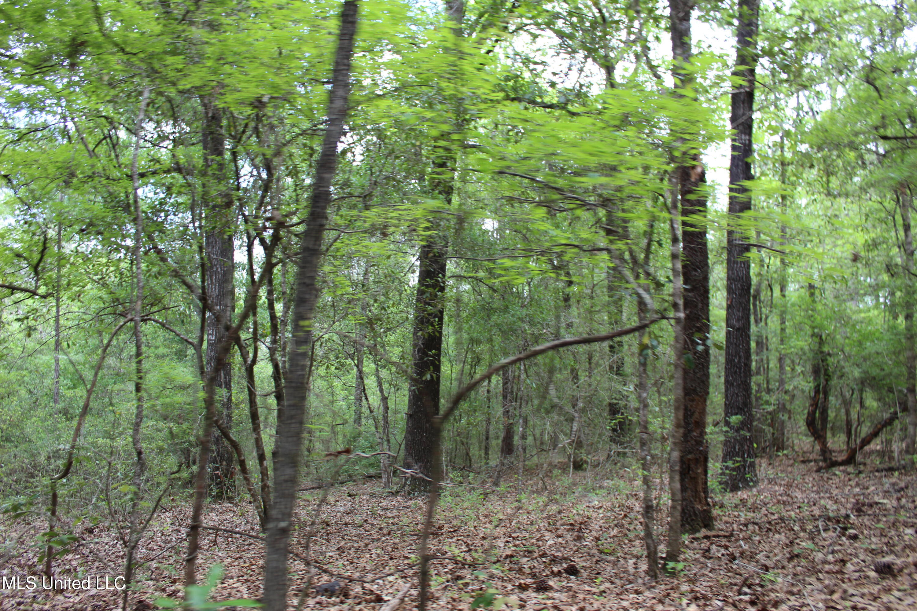 87.6 Acres Rousanville Road Leakesville, MS 39451 - Photo 18 of 26 IMG_4029