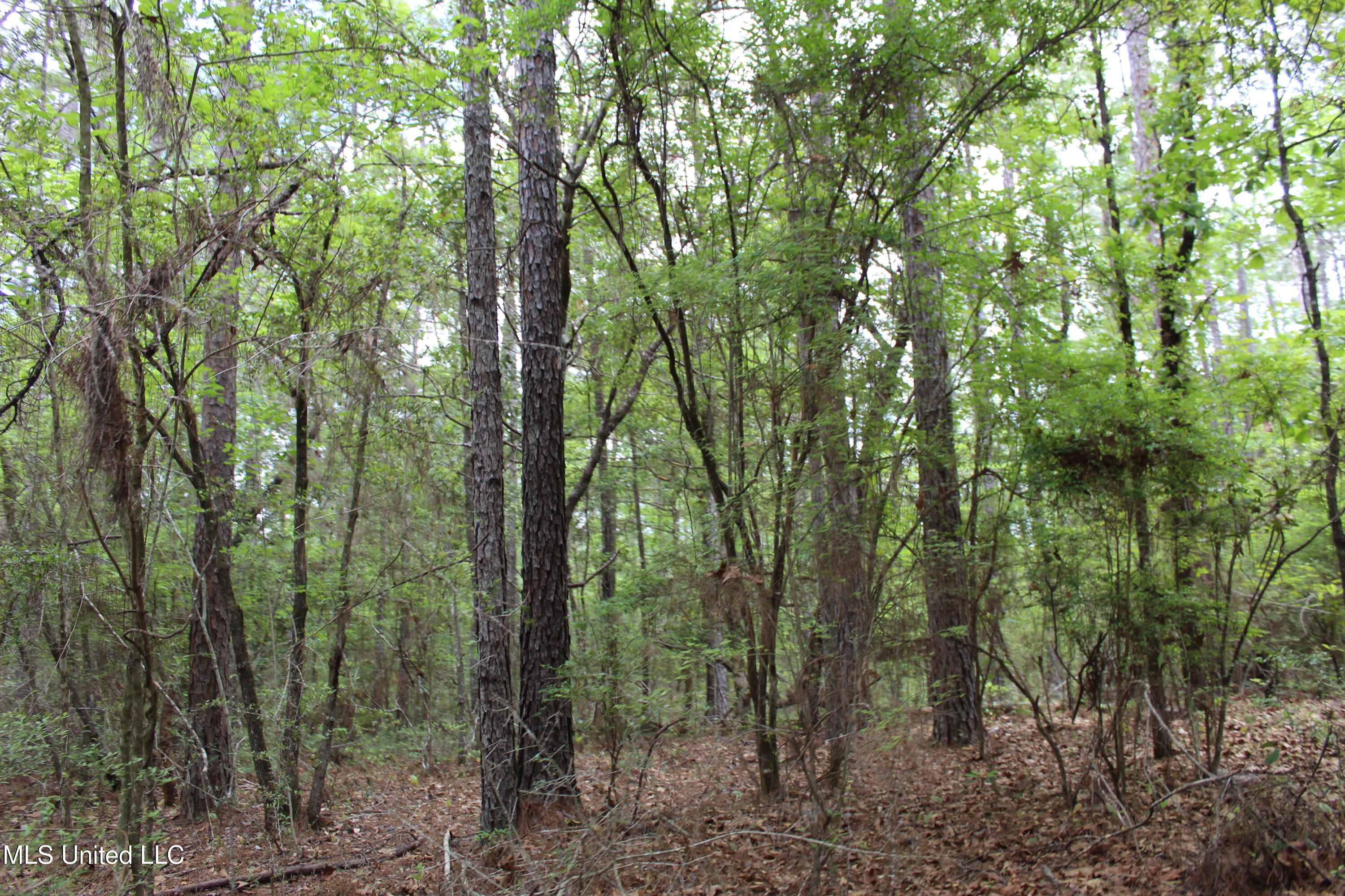 87.6 Acres Rousanville Road Leakesville, MS 39451 - Photo 20 of 26 IMG_4031