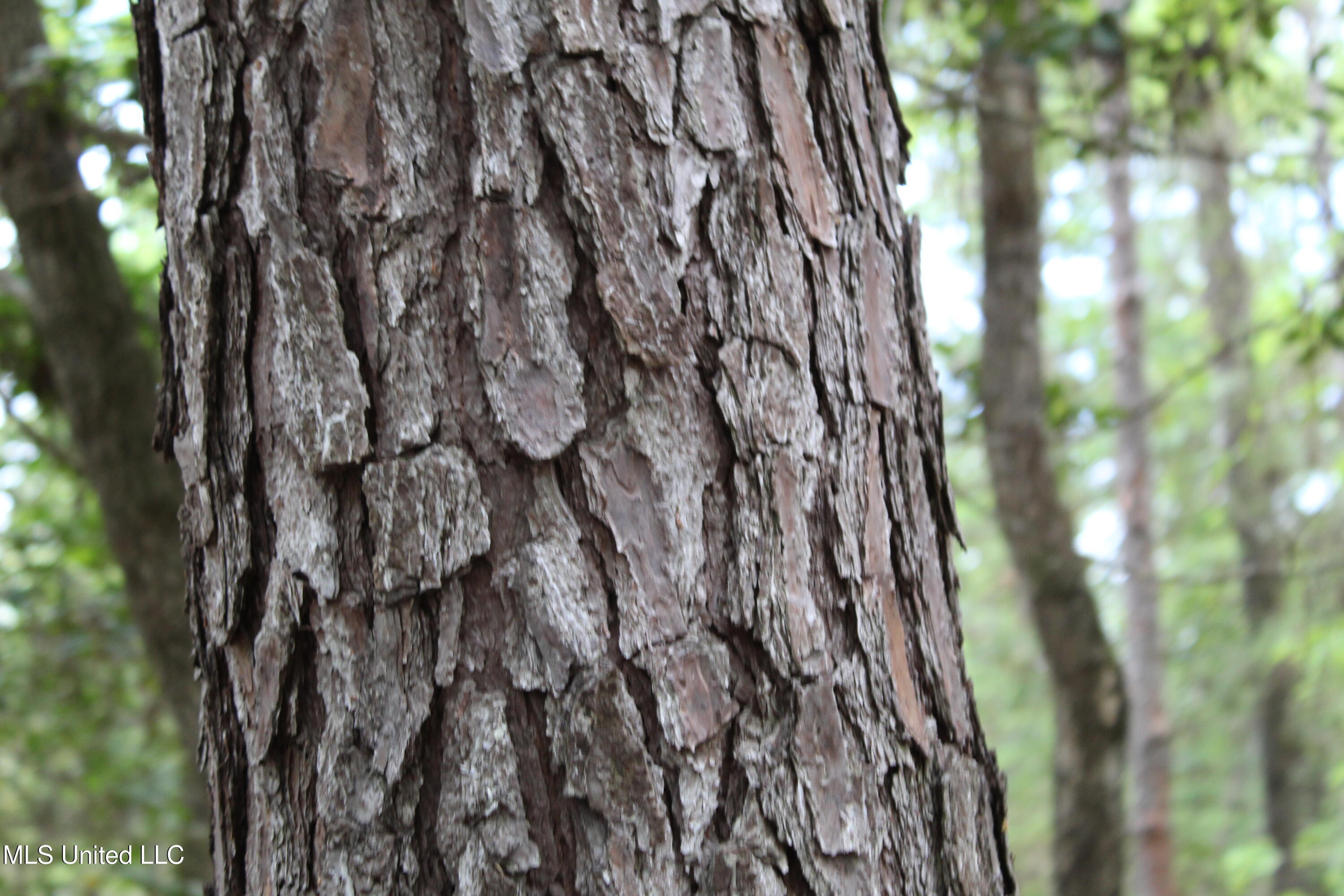 87.6 Acres Rousanville Road Leakesville, MS 39451 - Photo 2 of 26 IMG_4023