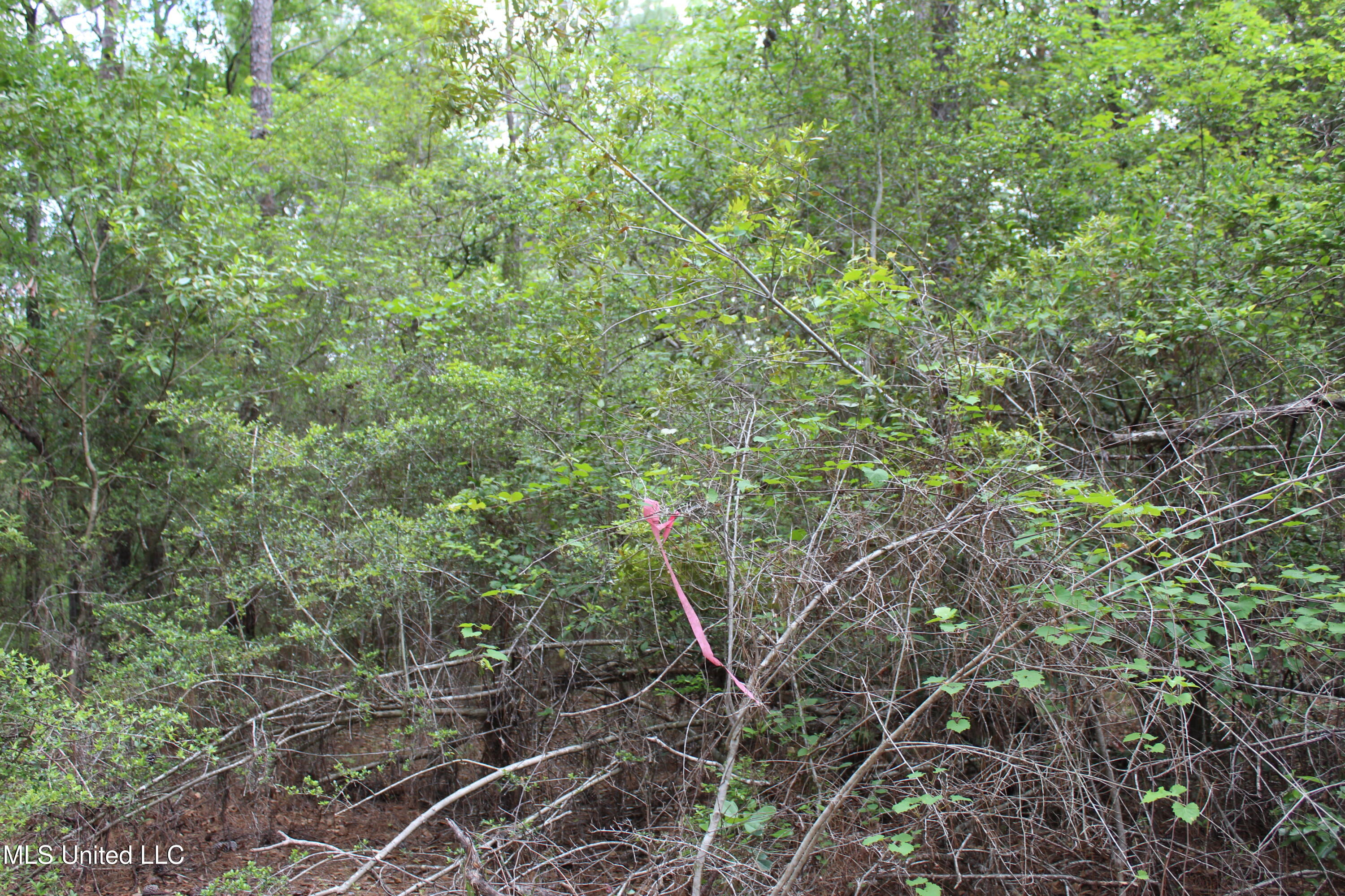 87.6 Acres Rousanville Road Leakesville, MS 39451 - Photo 21 of 26 IMG_4032