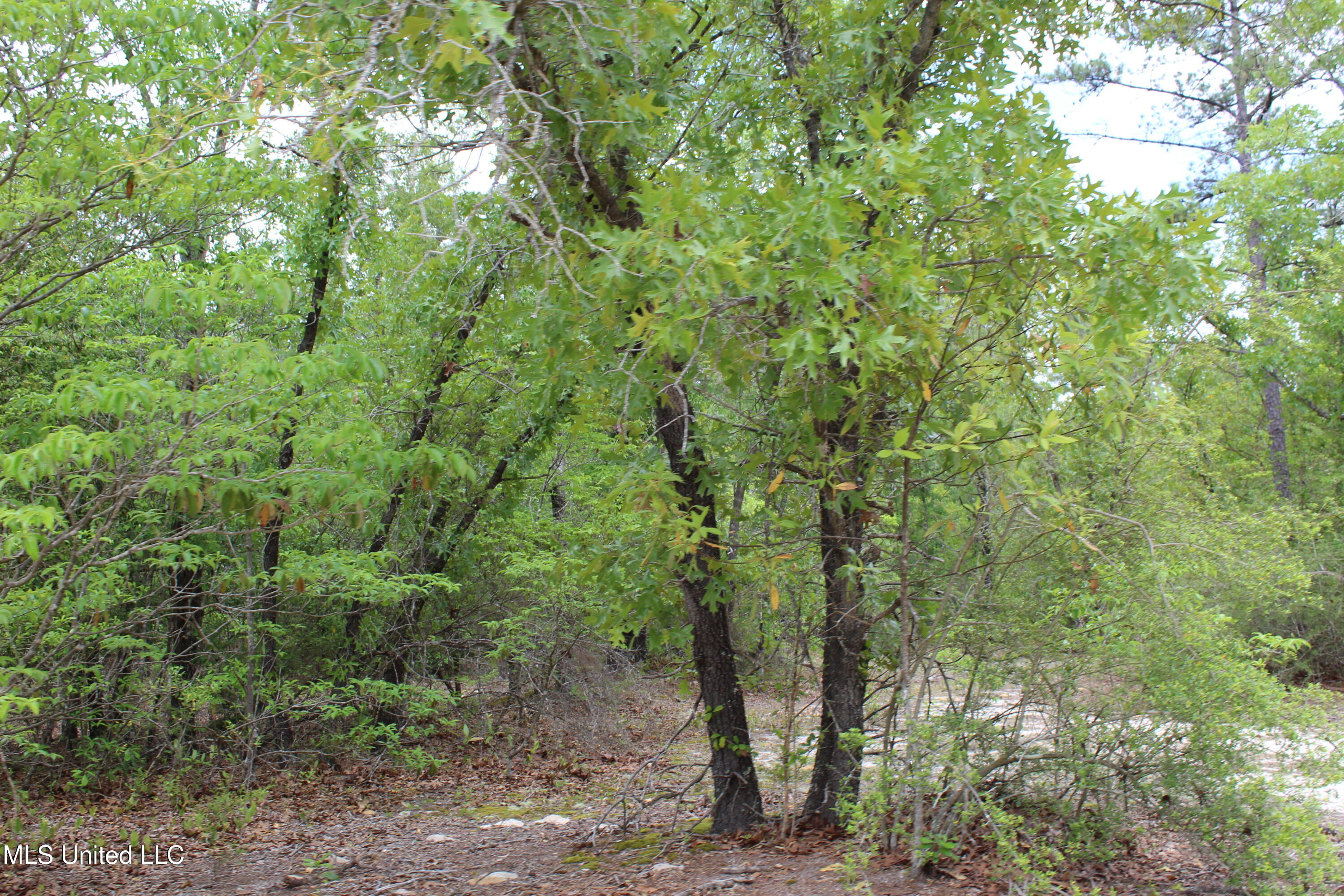 87.6 Acres Rousanville Road Leakesville, MS 39451 - Photo 22 of 26 IMG_4034