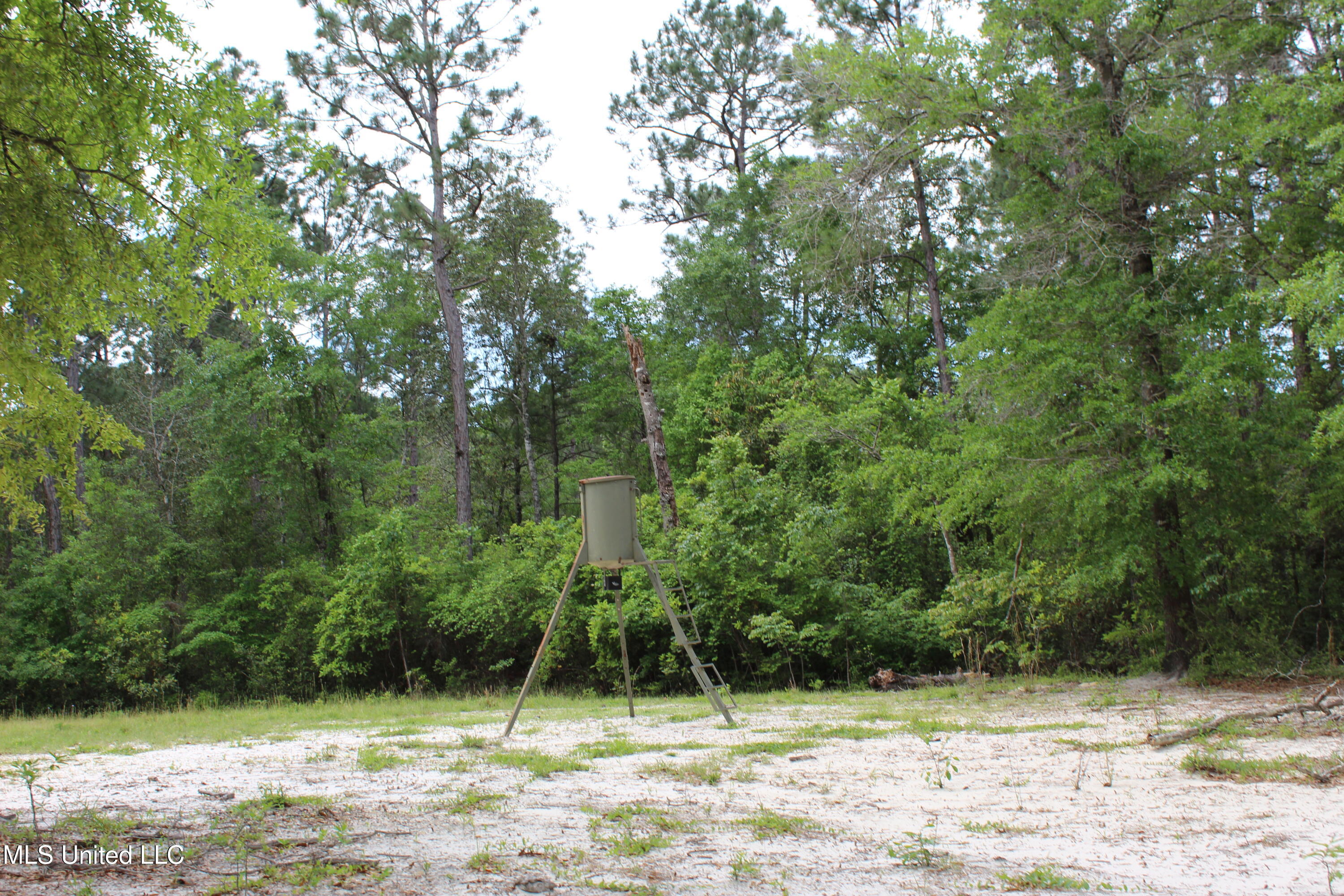 87.6 Acres Rousanville Road Leakesville, MS 39451 - Photo 23 of 26 IMG_4036