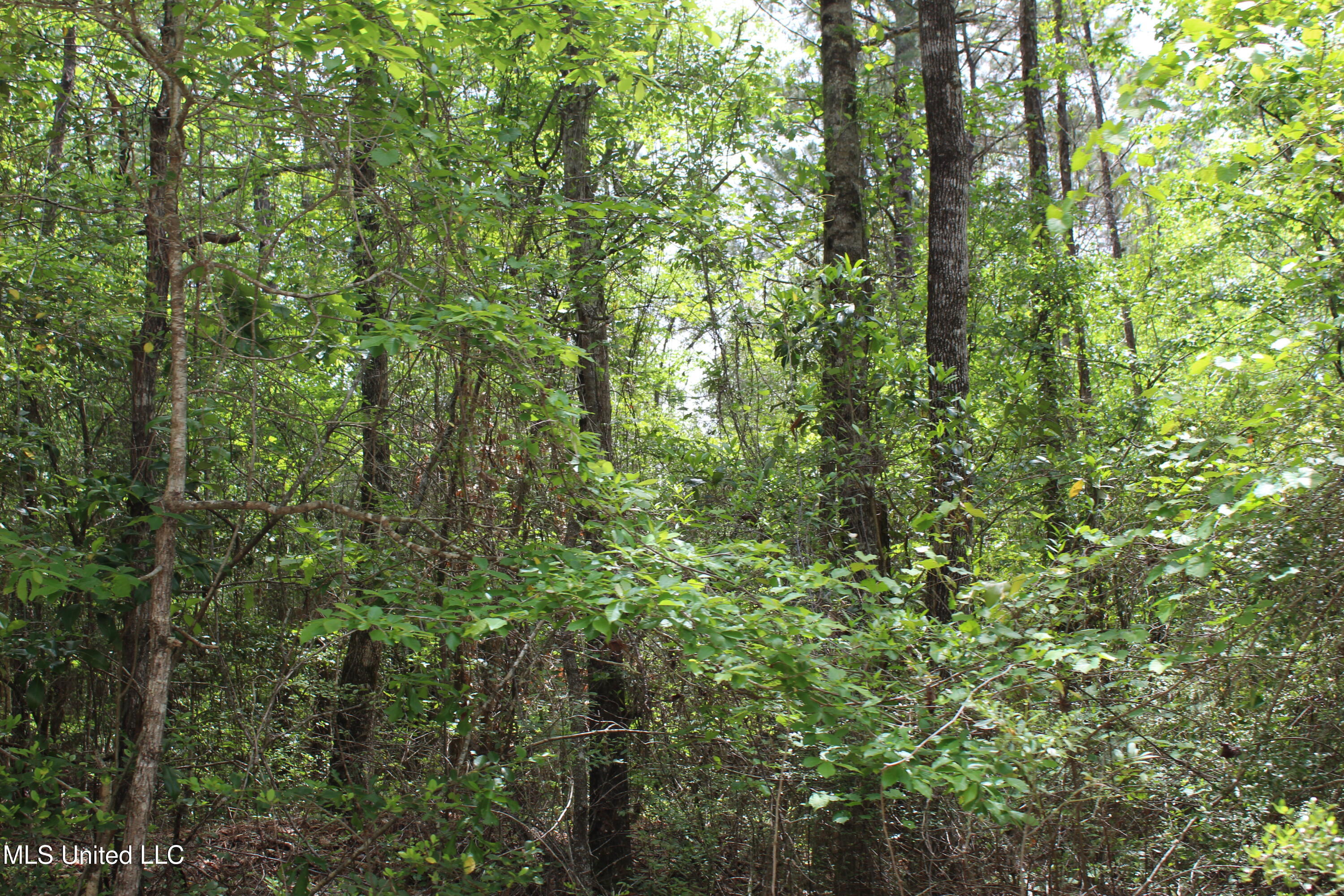87.6 Acres Rousanville Road Leakesville, MS 39451 - Photo 25 of 26 IMG_4039