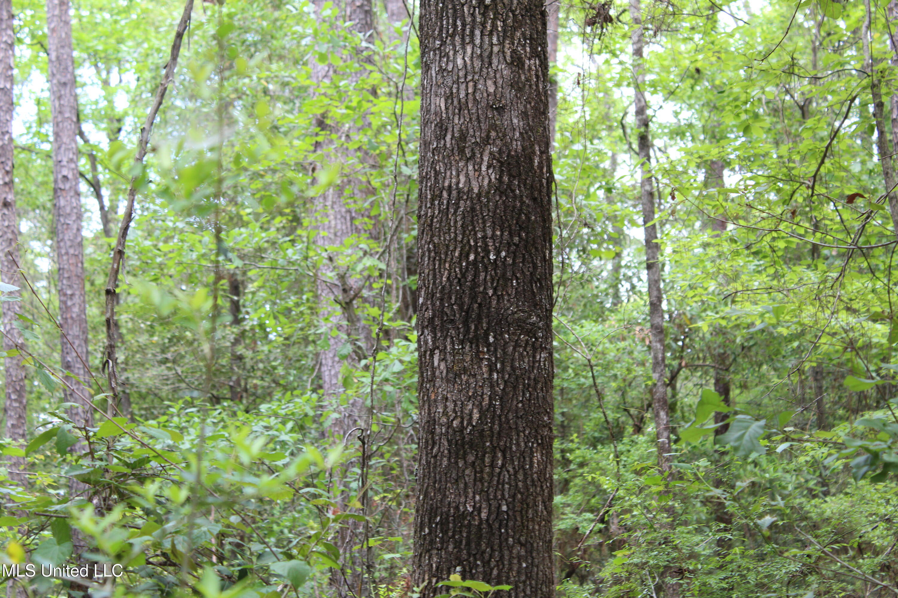 87.6 Acres Rousanville Road Leakesville, MS 39451 - Photo 4 of 26 IMG_4022