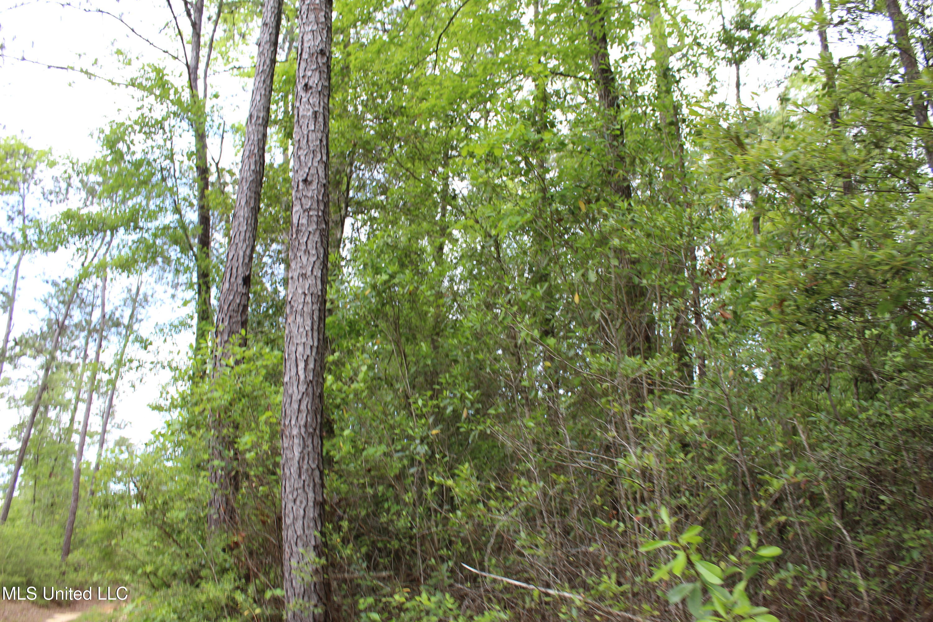 87.6 Acres Rousanville Road Leakesville, MS 39451 - Photo 8 of 26 IMG_4016