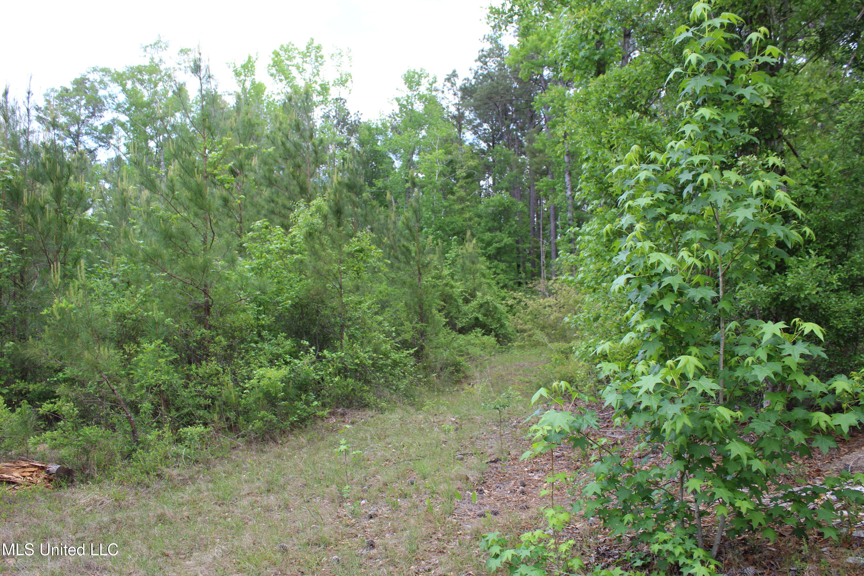 87.6 Acres Rousanville Road Leakesville, MS 39451 - Photo 9 of 26 IMG_4017