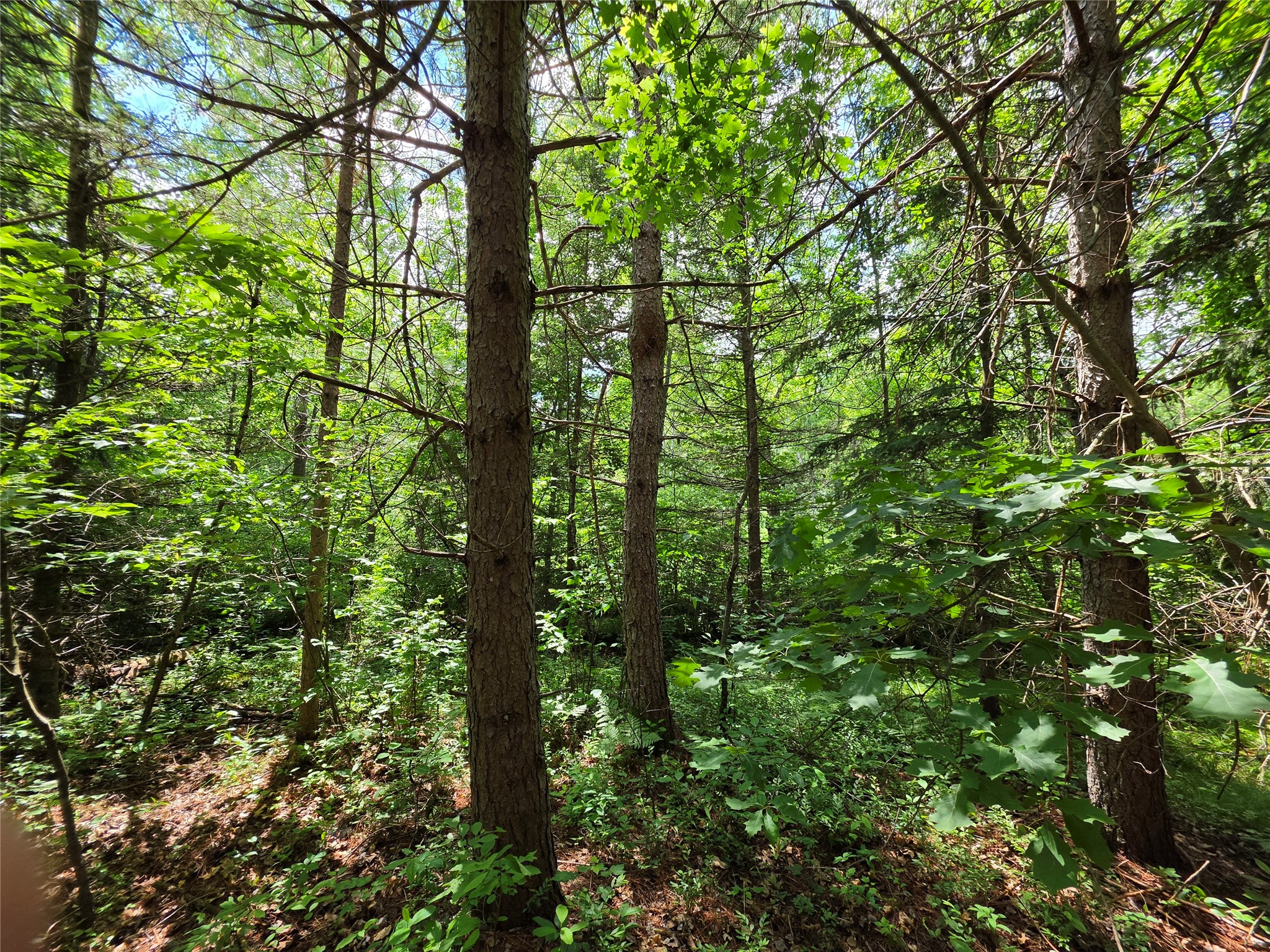 20-acres Adams Road Bruce, WI 54819 - Photo 6 of 14