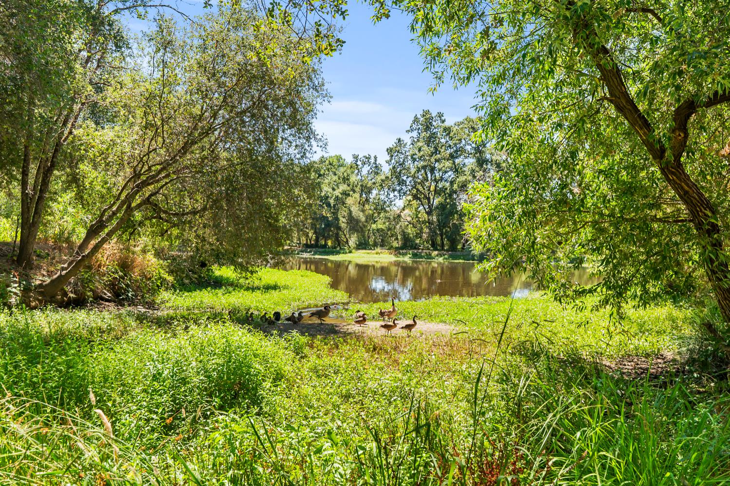 1525 Cold Springs Road, Unit 48 Placerville, CA 95667 - Photo 38 of 44 a backyard of a house with lots of green space and lake view