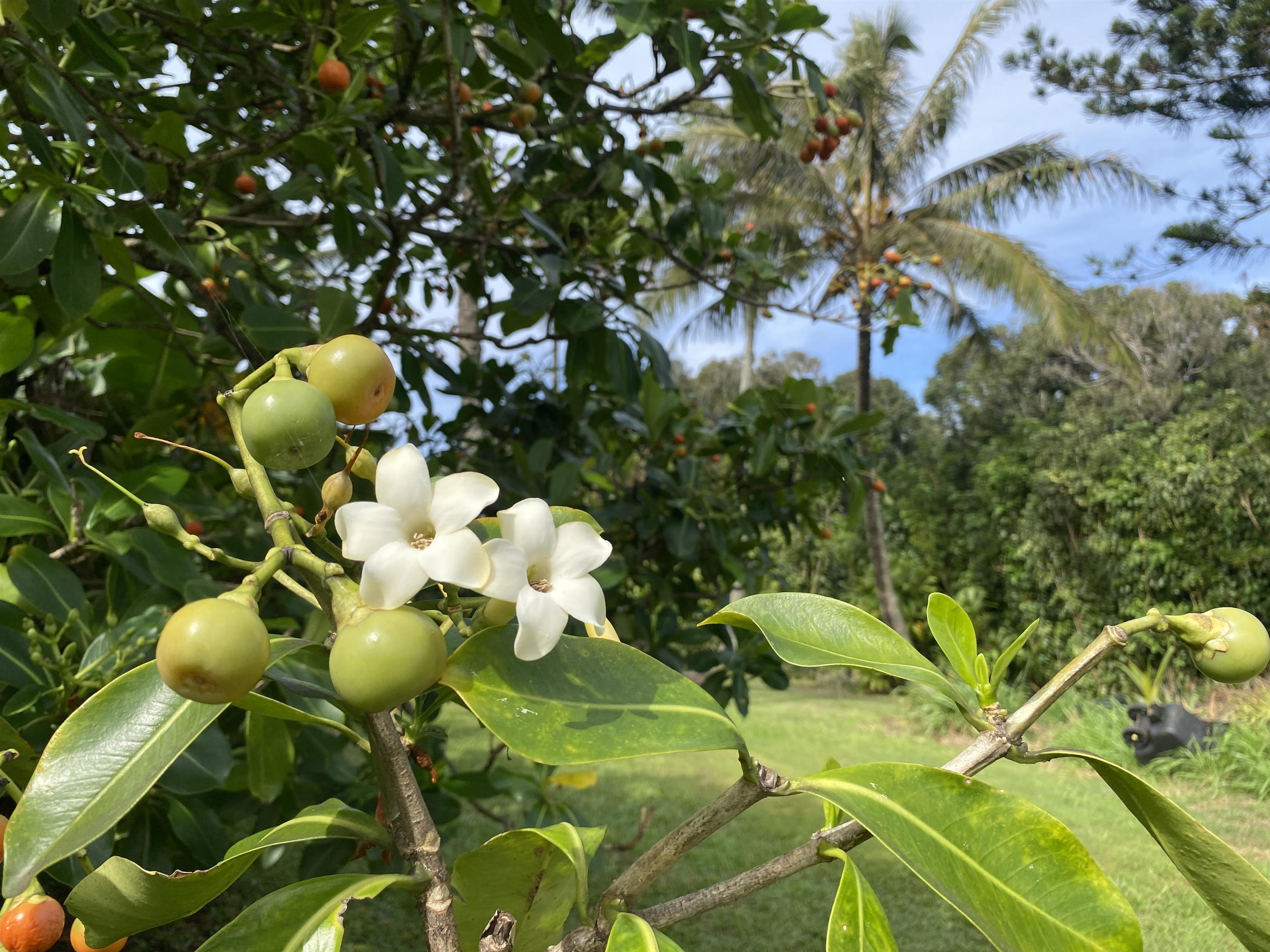 700 Honopou Road, Unit 700 HONOPOU RD Haiku, HI 96708 - Photo 32 of 50 a view of a tree in a yard
