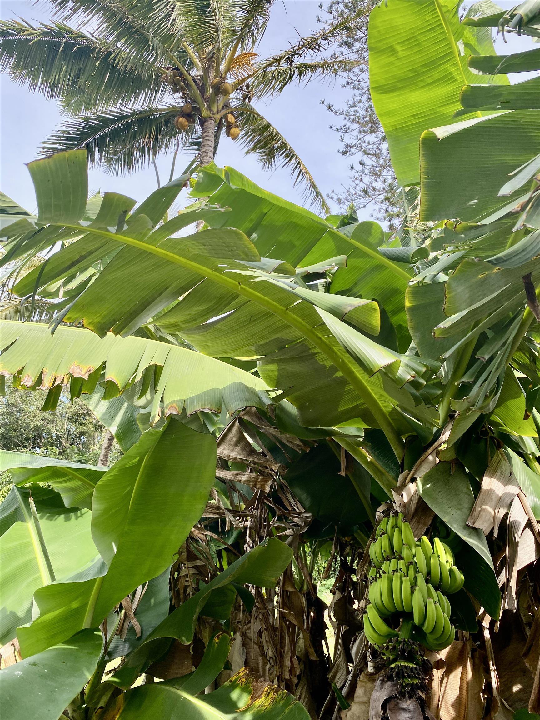 700 Honopou Road, Unit 700 HONOPOU RD Haiku, HI 96708 - Photo 42 of 50 a view of a tree