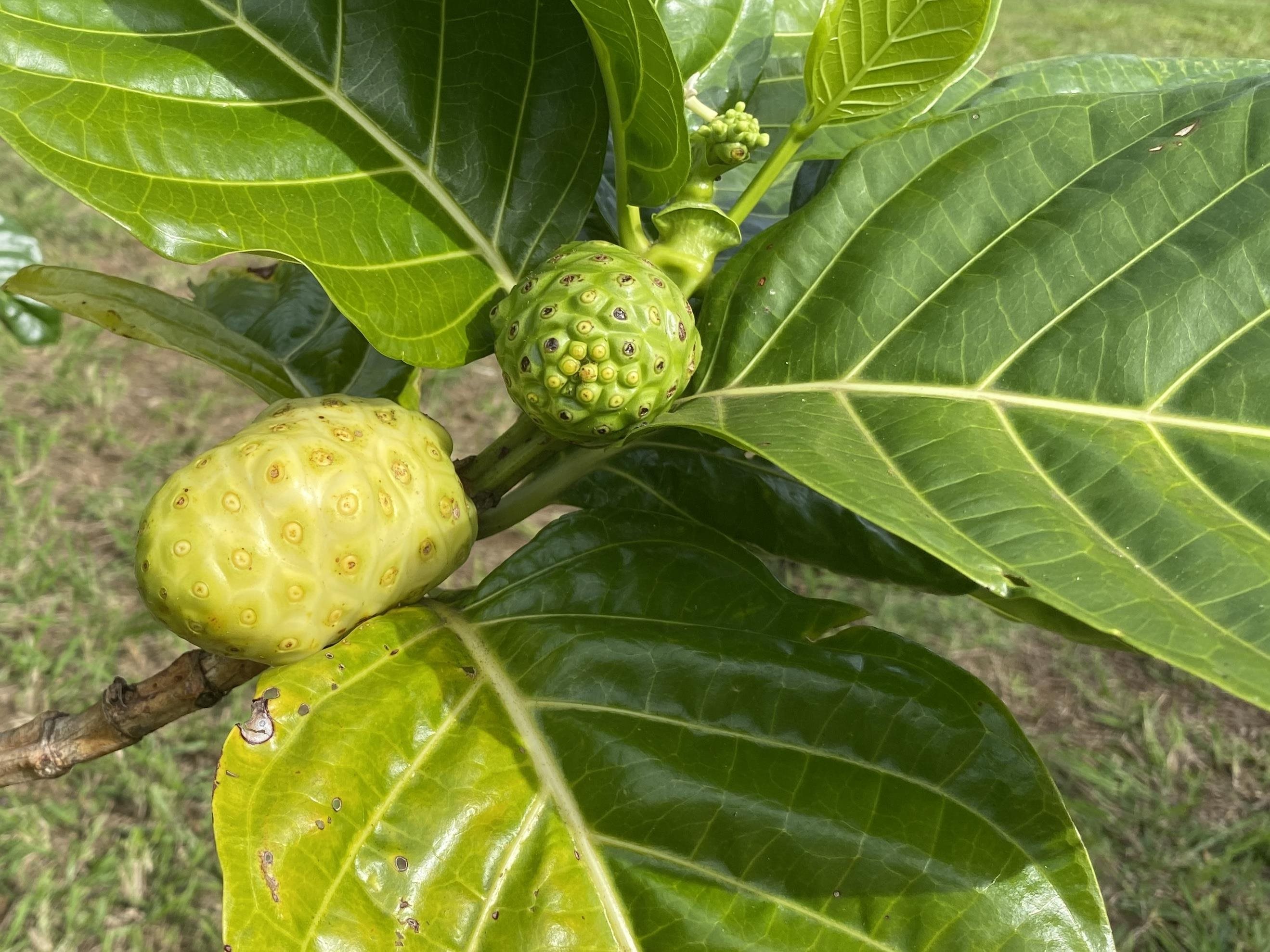 700 Honopou Road, Unit 700 HONOPOU RD Haiku, HI 96708 - Photo 43 of 50 a view of a fan